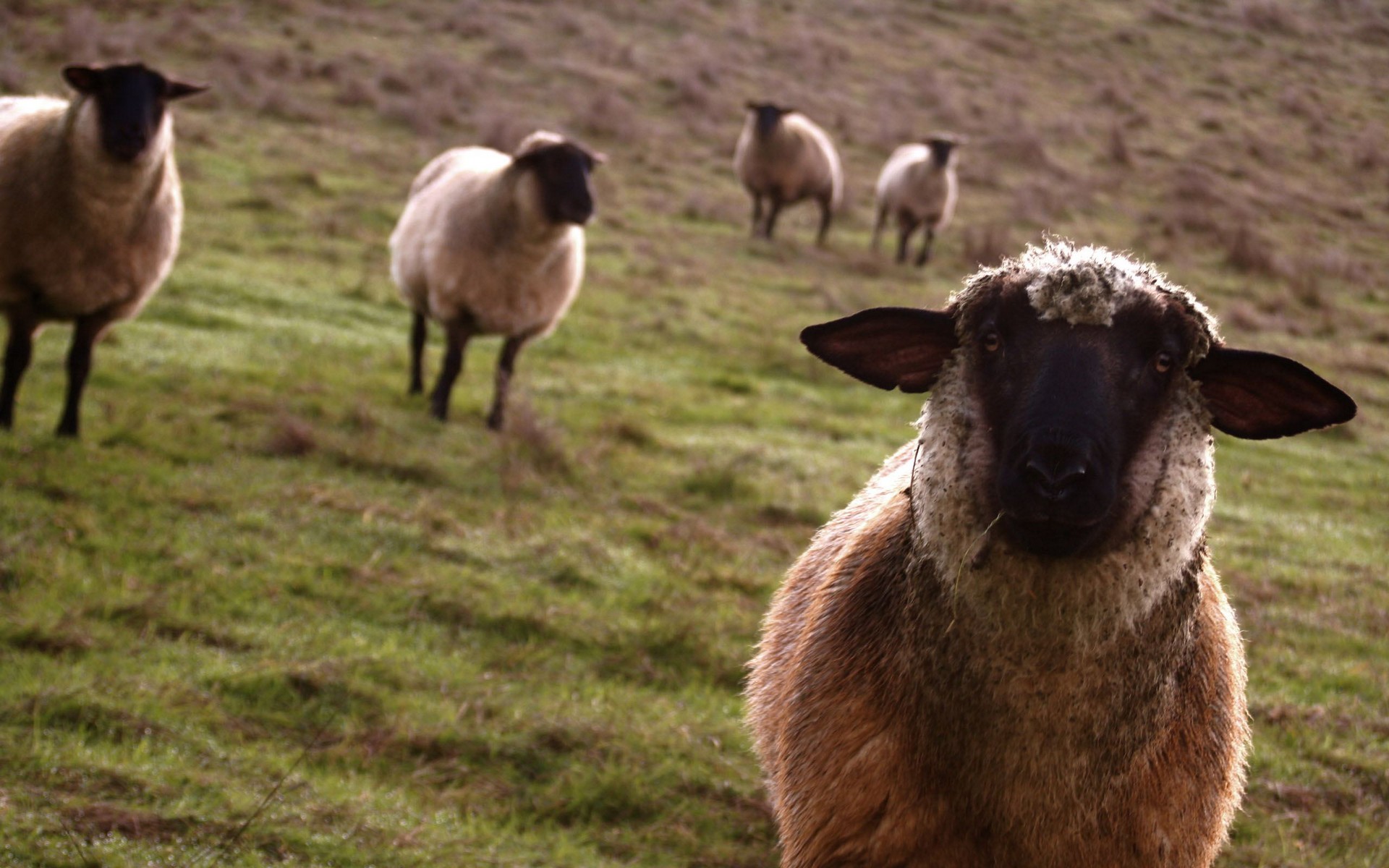 Sheep Curiosity - Sheep Desktop Background - HD Wallpaper 