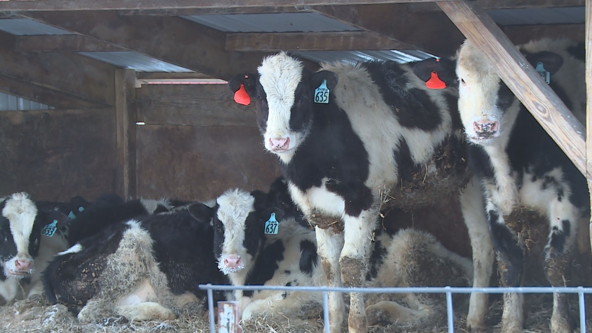 Calf - 1920x1080 Wallpaper - teahub.io