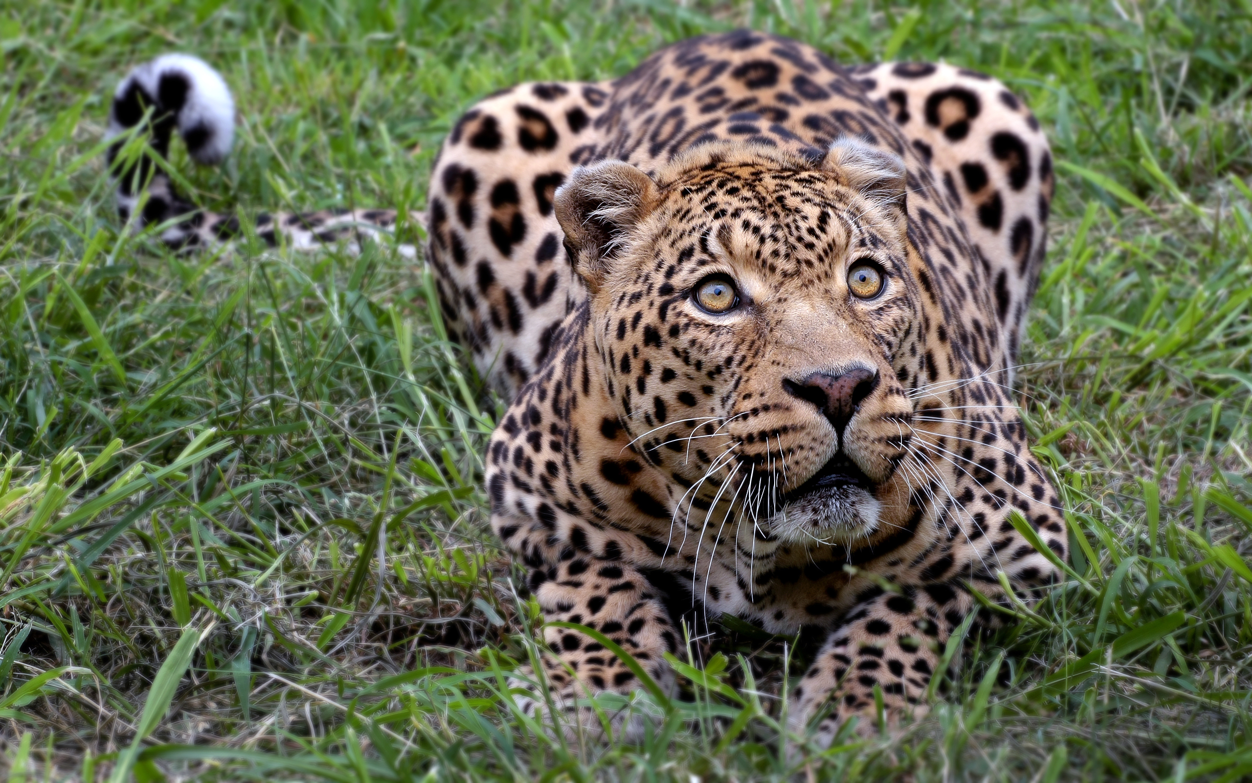 African Leopard - Amazing Wildlife Pictures Hd - HD Wallpaper 