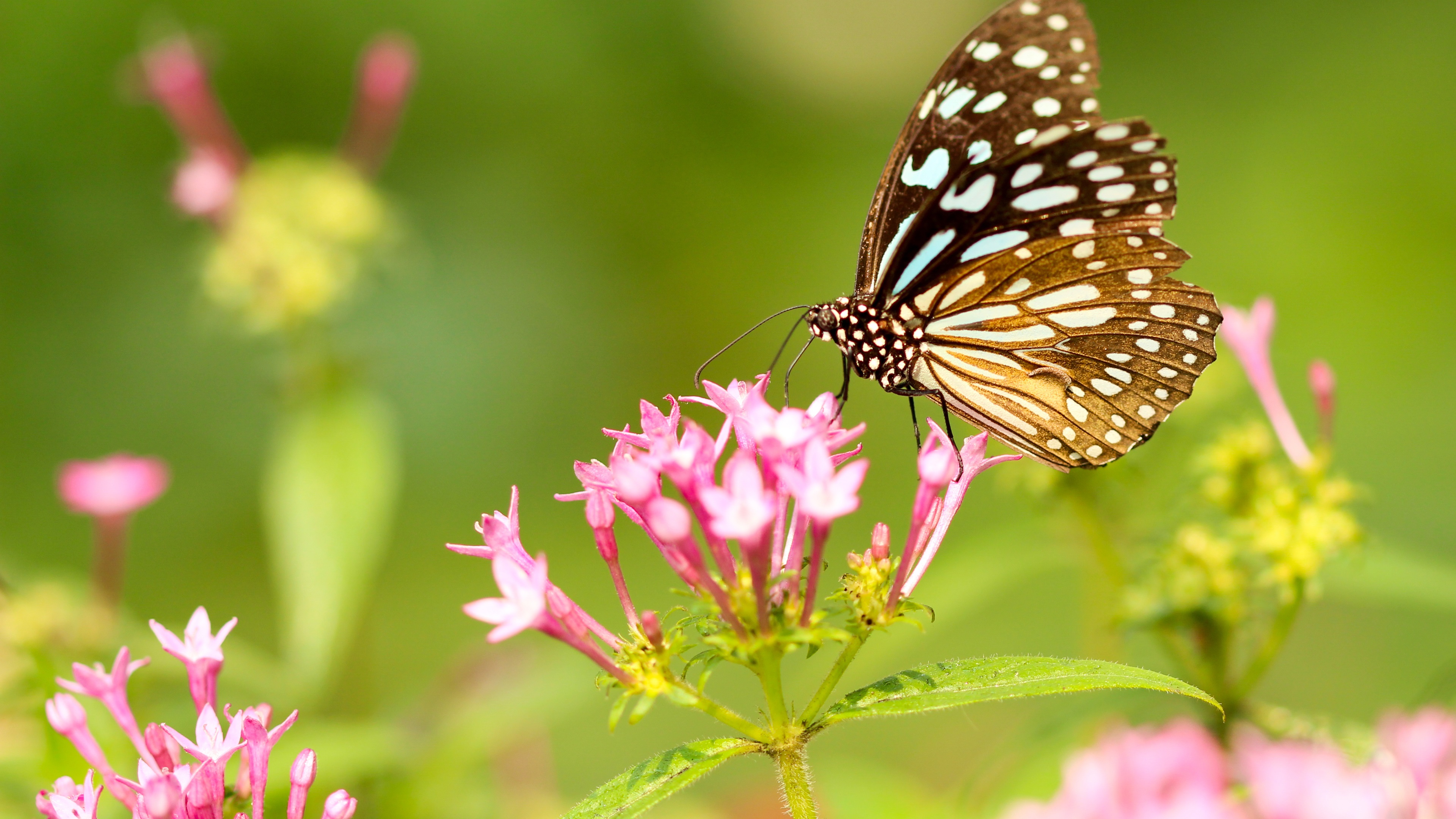 Wallpaper Butterfly And Pink Flowers, Wings - Butterfly Flower Image Hd - HD Wallpaper 