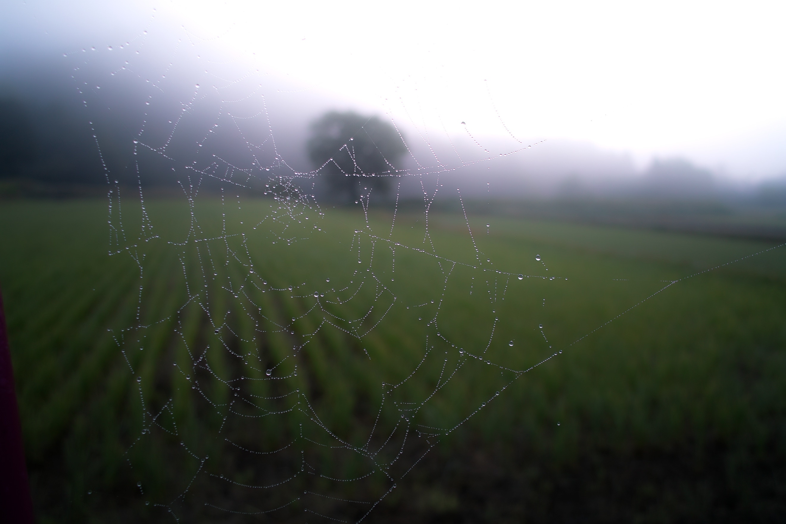 Spider Web - HD Wallpaper 