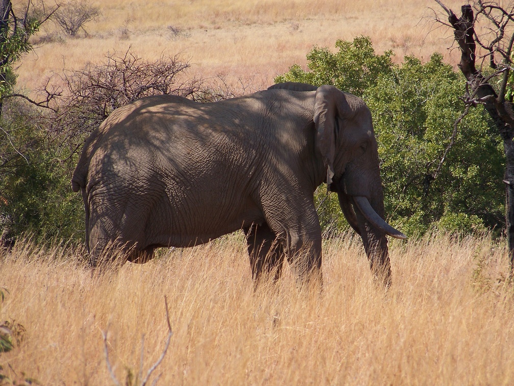 Indian Elephant - HD Wallpaper 