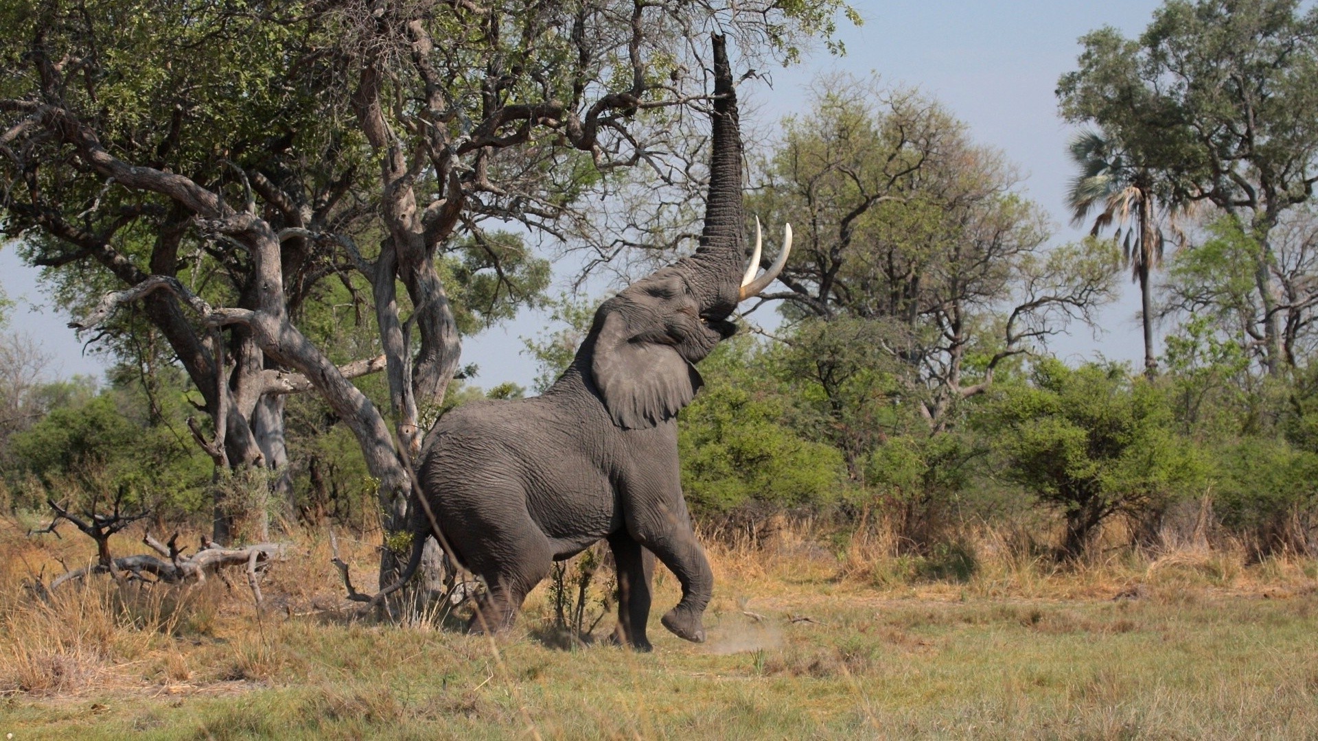 African Animal Landscape - HD Wallpaper 