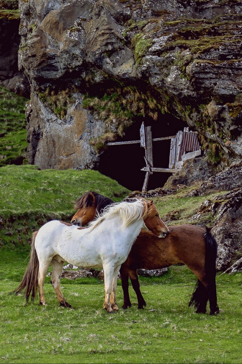 Wallpaper Horse, Pasture, Farm, Grass, Structure - Landscape Horse - HD Wallpaper 