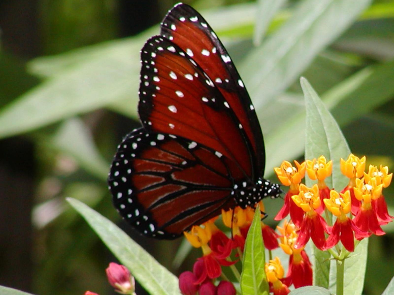 Beautiful Butterflies - Dark Red Butterfly Images Hd - HD Wallpaper 