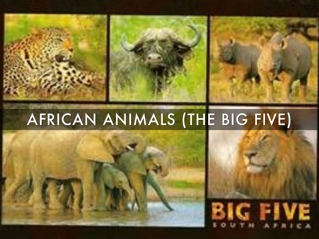 African Animals - Big 5 Kruger Park - HD Wallpaper 