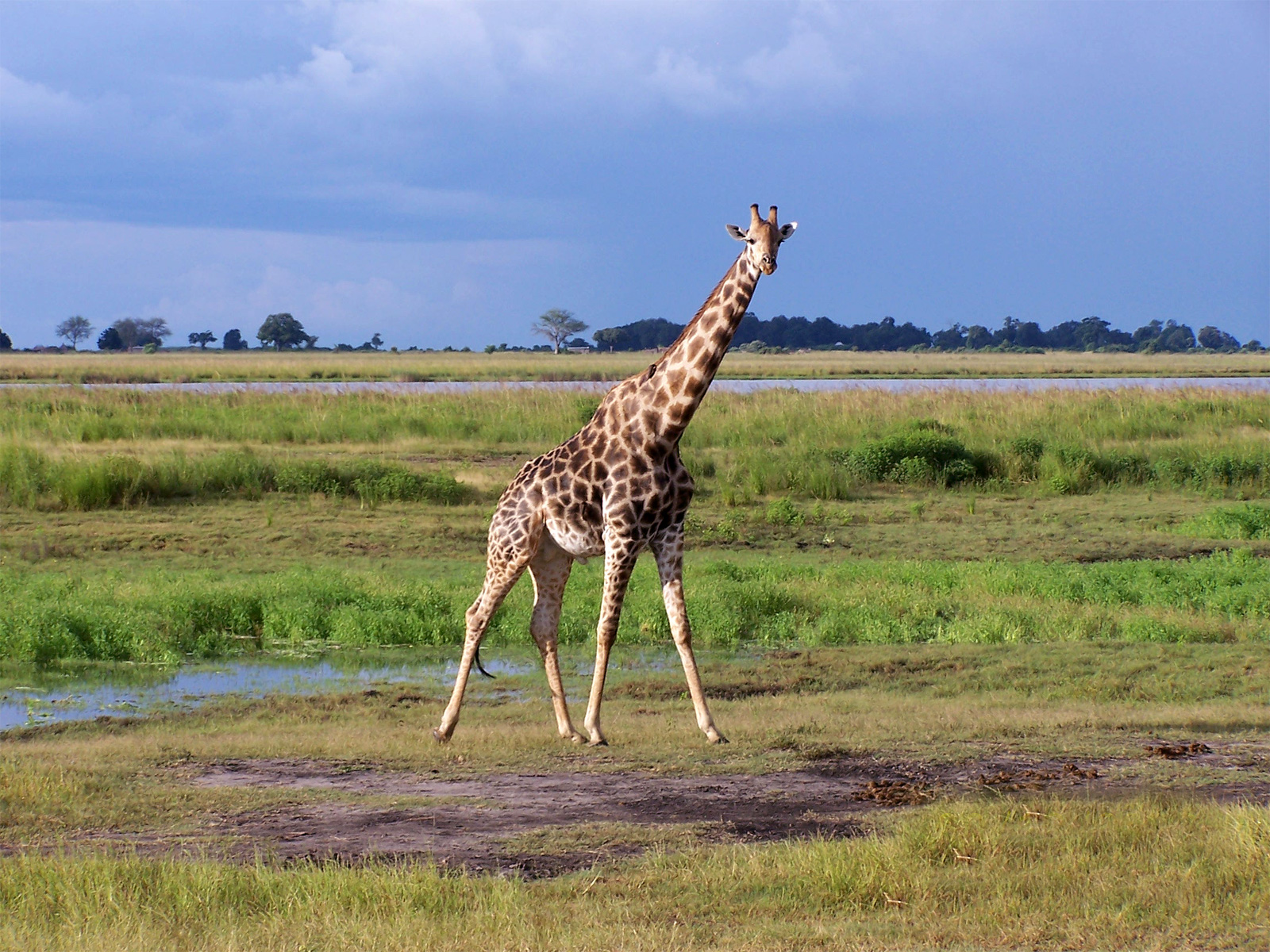 An African Giraffe Roaming The Plains - Giraffe - HD Wallpaper 