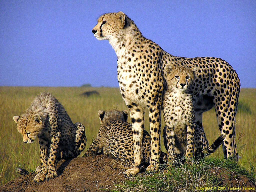 Free Cheetah Wallpaper Wallpapers Download - Cute Cheetah Wallpaper Hd - HD Wallpaper 