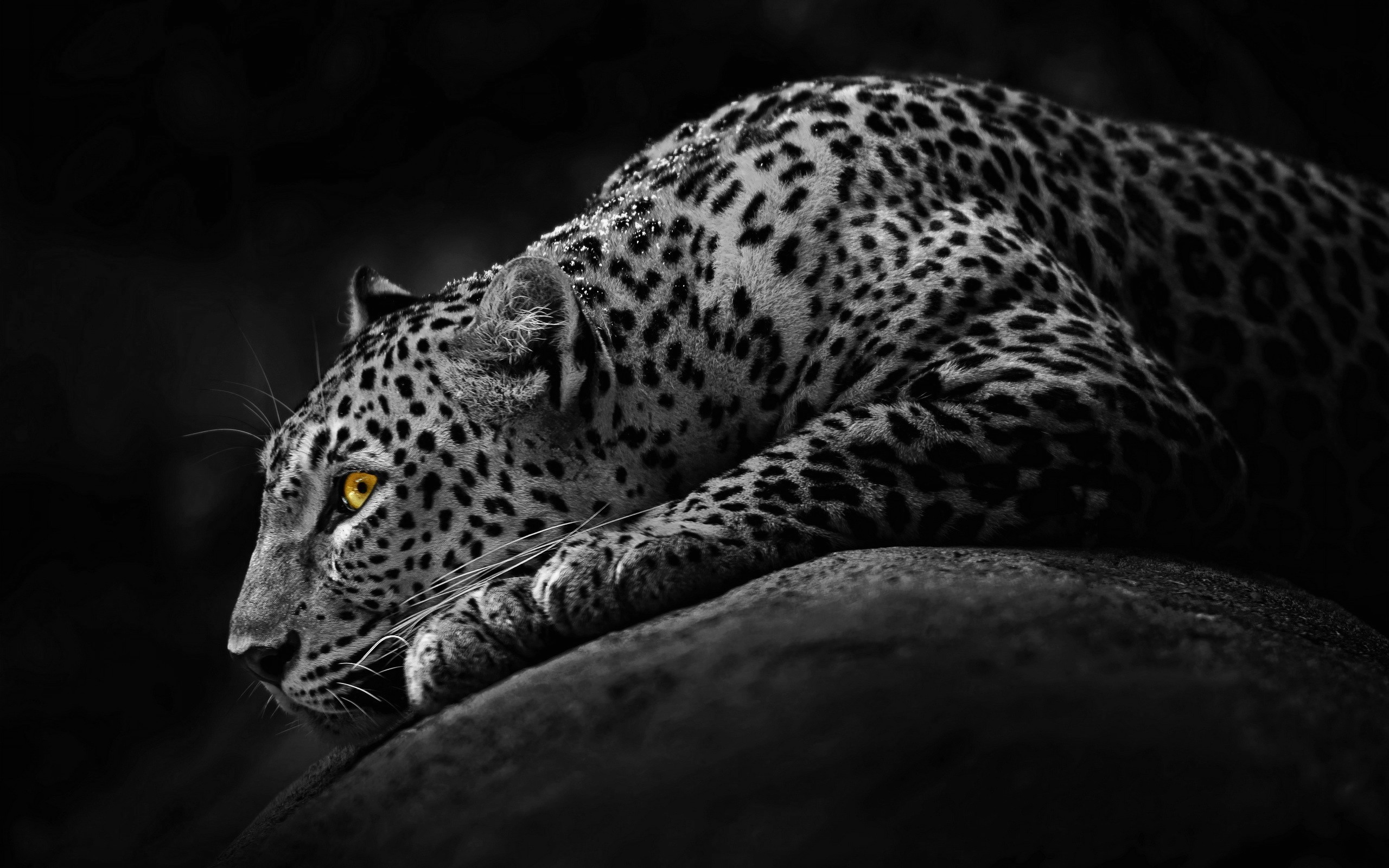 Black Jaguar Animal Wallpaper - Jaguar Wallpaper Hd - HD Wallpaper 