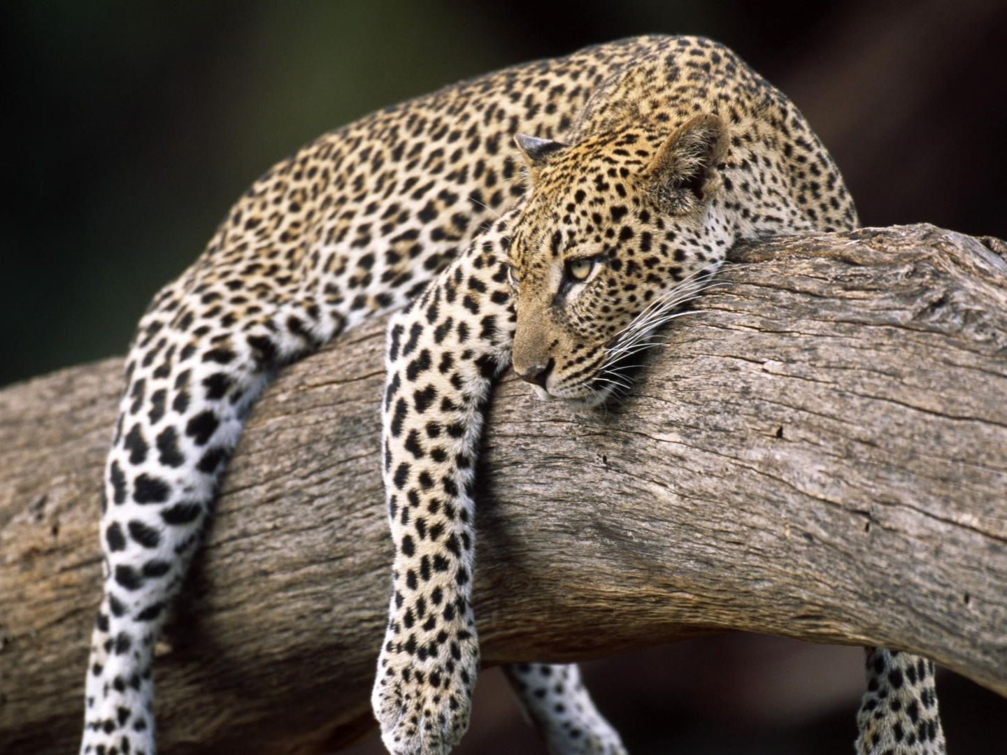 Leopard Lying In Tree - HD Wallpaper 