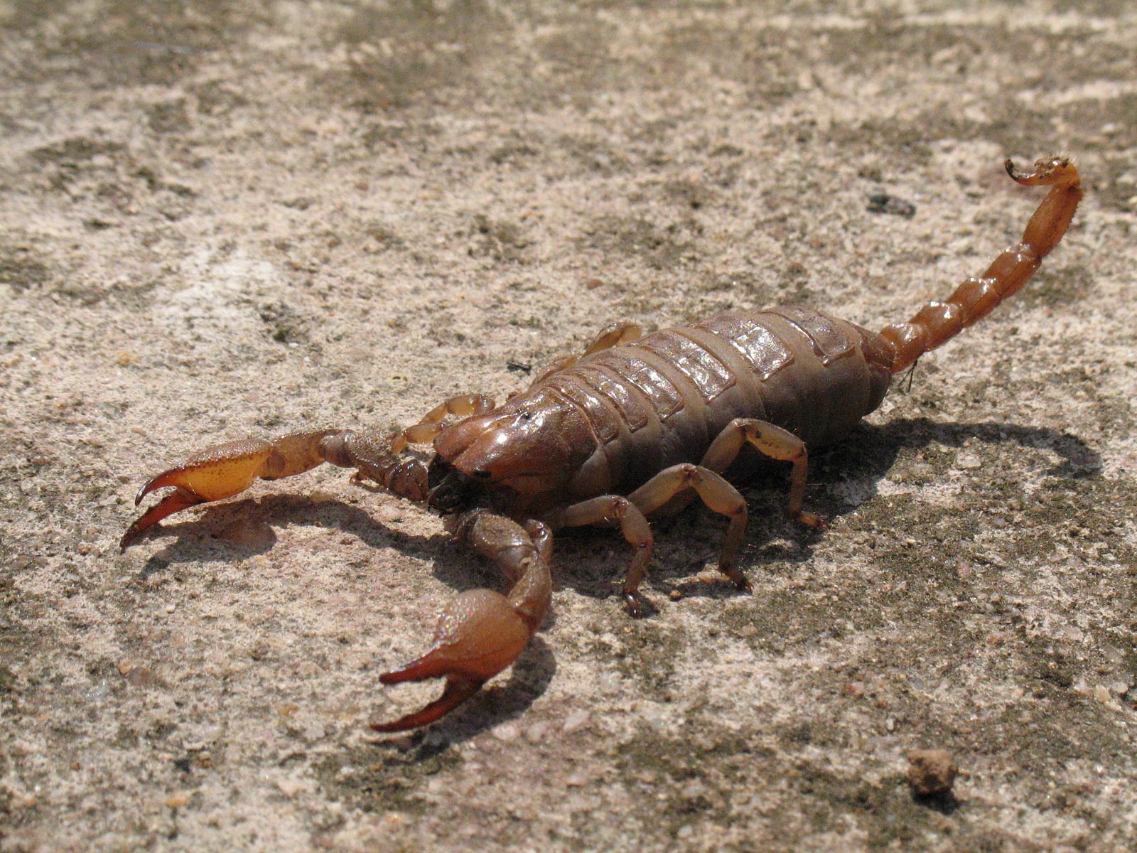 Free Scorpion Wallpaper Wallpapers Download - Does A Scorpion Look Like - HD Wallpaper 