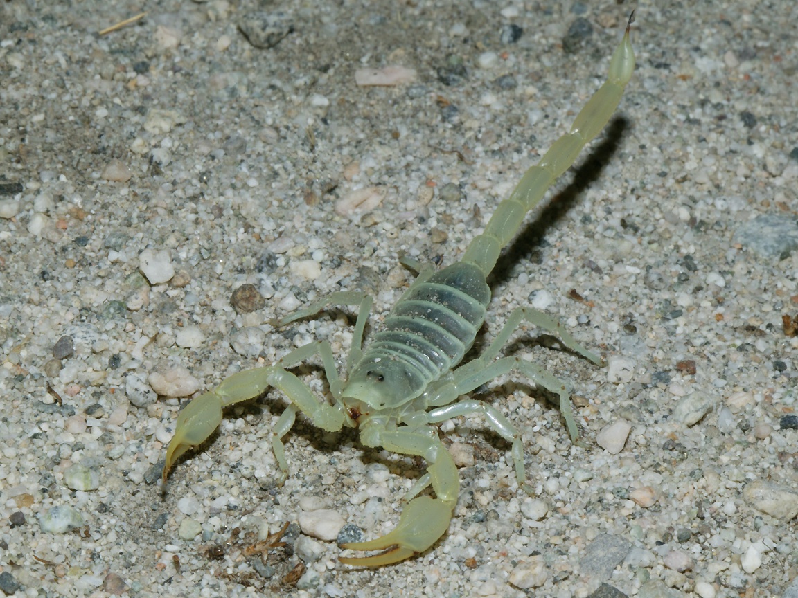 Scorpions In California - HD Wallpaper 