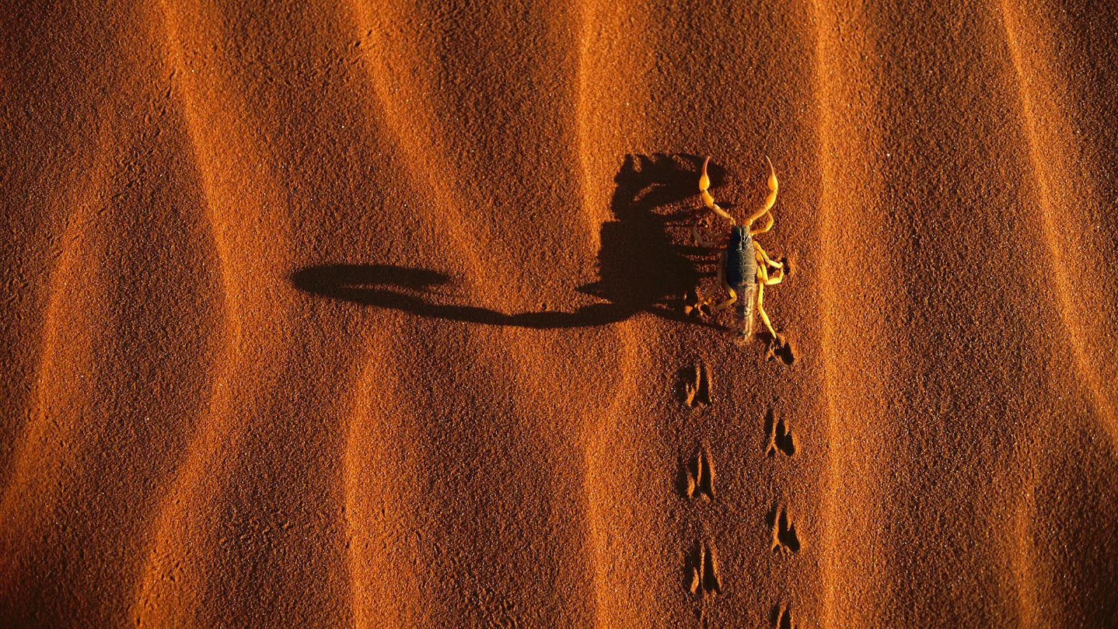 Scorpion Walking In The Desert - HD Wallpaper 