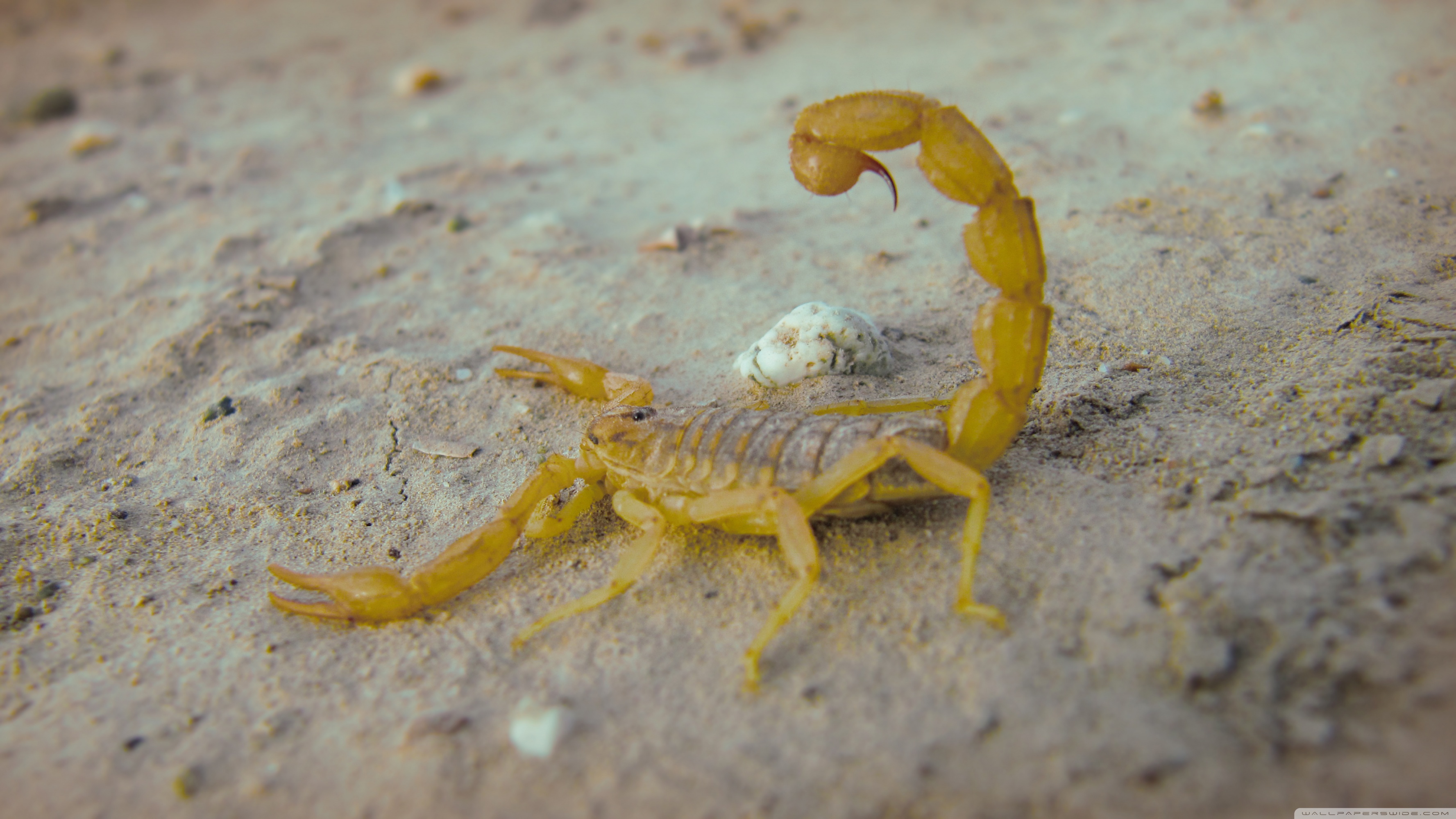 Scorpion Ultra Hd - HD Wallpaper 