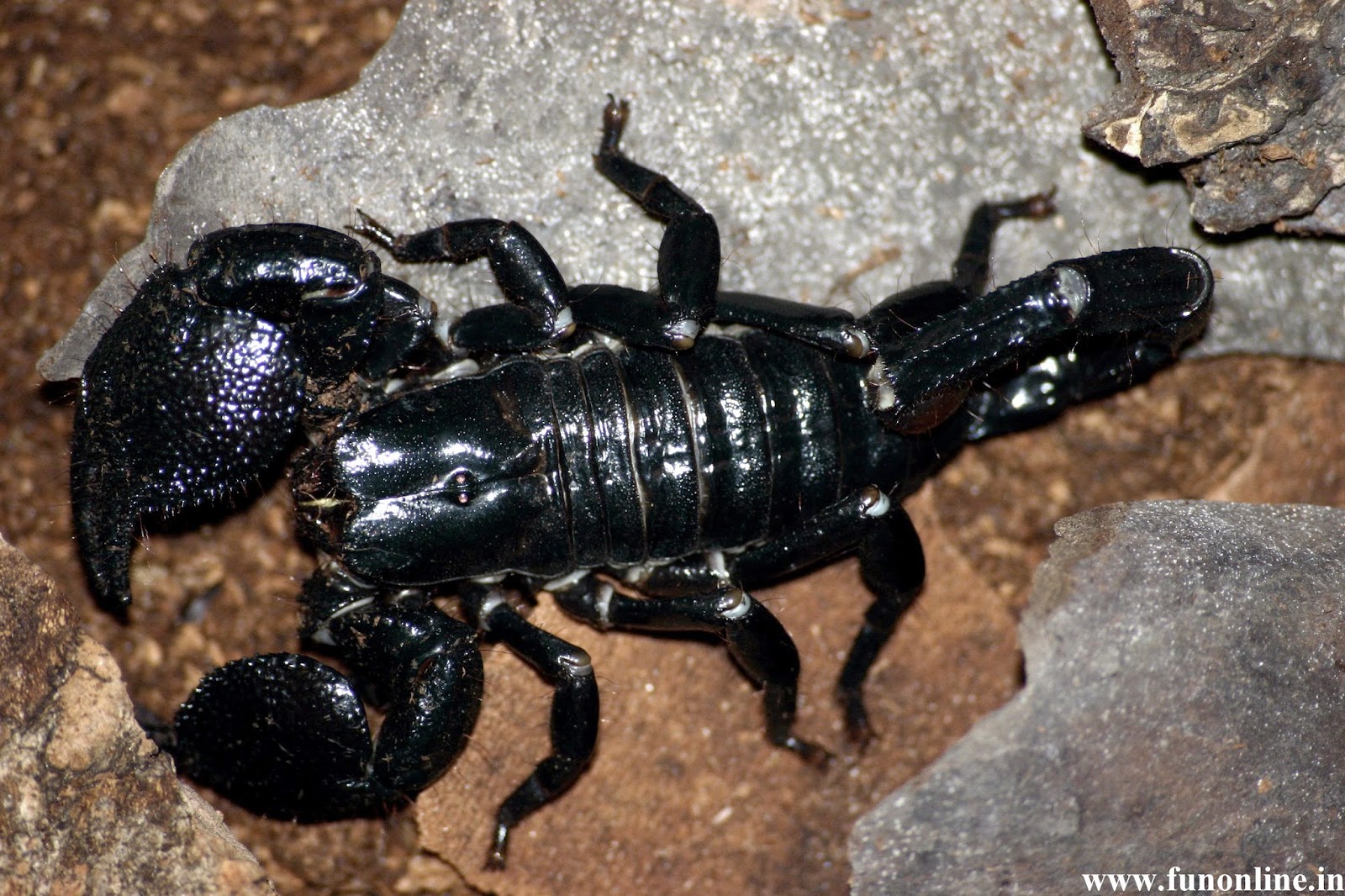 Black Emperor Scorpion - HD Wallpaper 