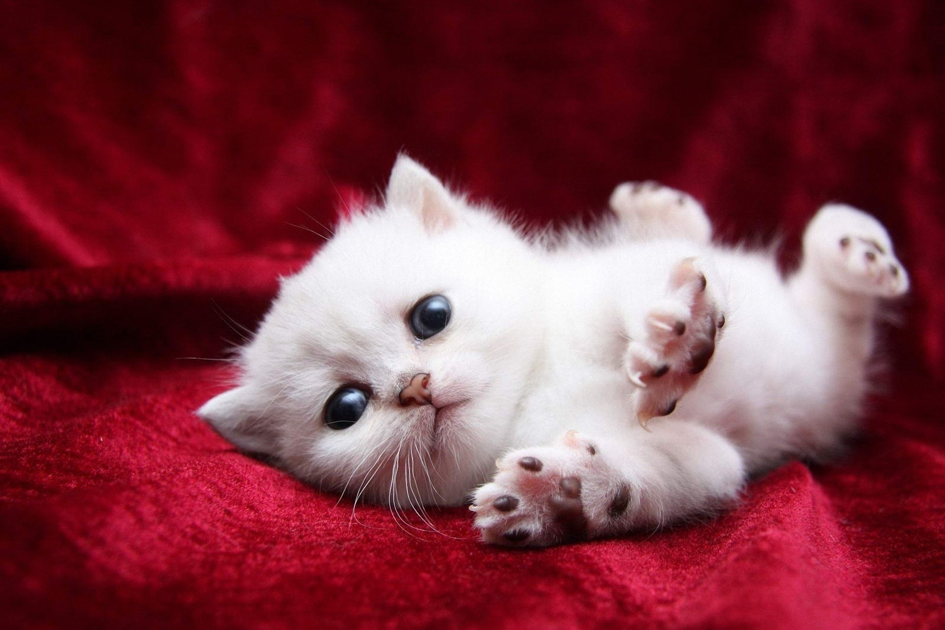 Cats Cute Mammal Fur Cat Pet Portrait Animal Funny - White Cats And Kittens - 1920x1281 Wallpaper Cats Cute Mammal Fur Cat Pet Portrait Animal Funny - White Cats And Kittens - 1920x1281 Wallpaper