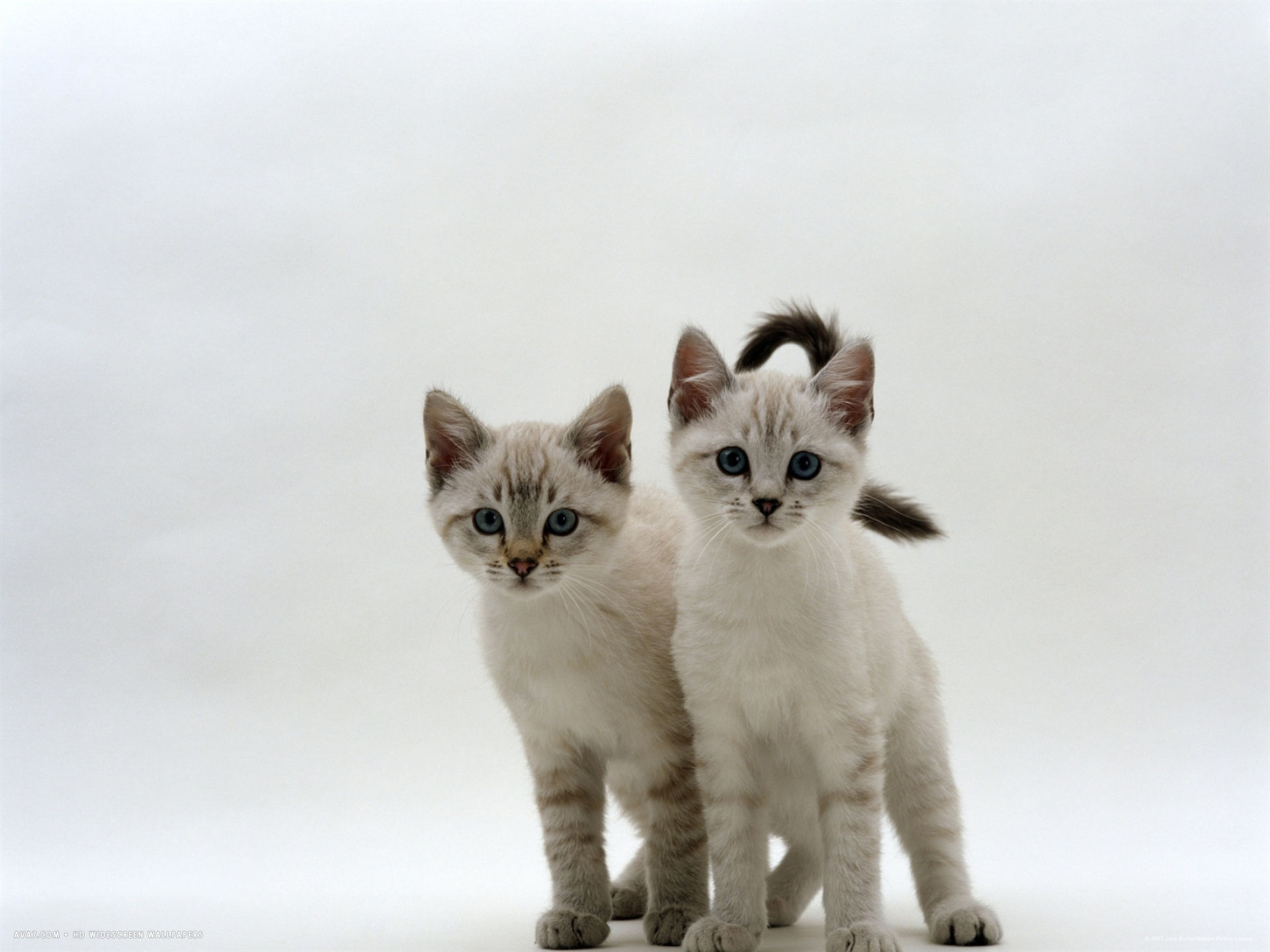 Blue Eyed Sepia Snow Bengal Cross Kittens - Sepia Snow Bengal Kitten - HD Wallpaper 