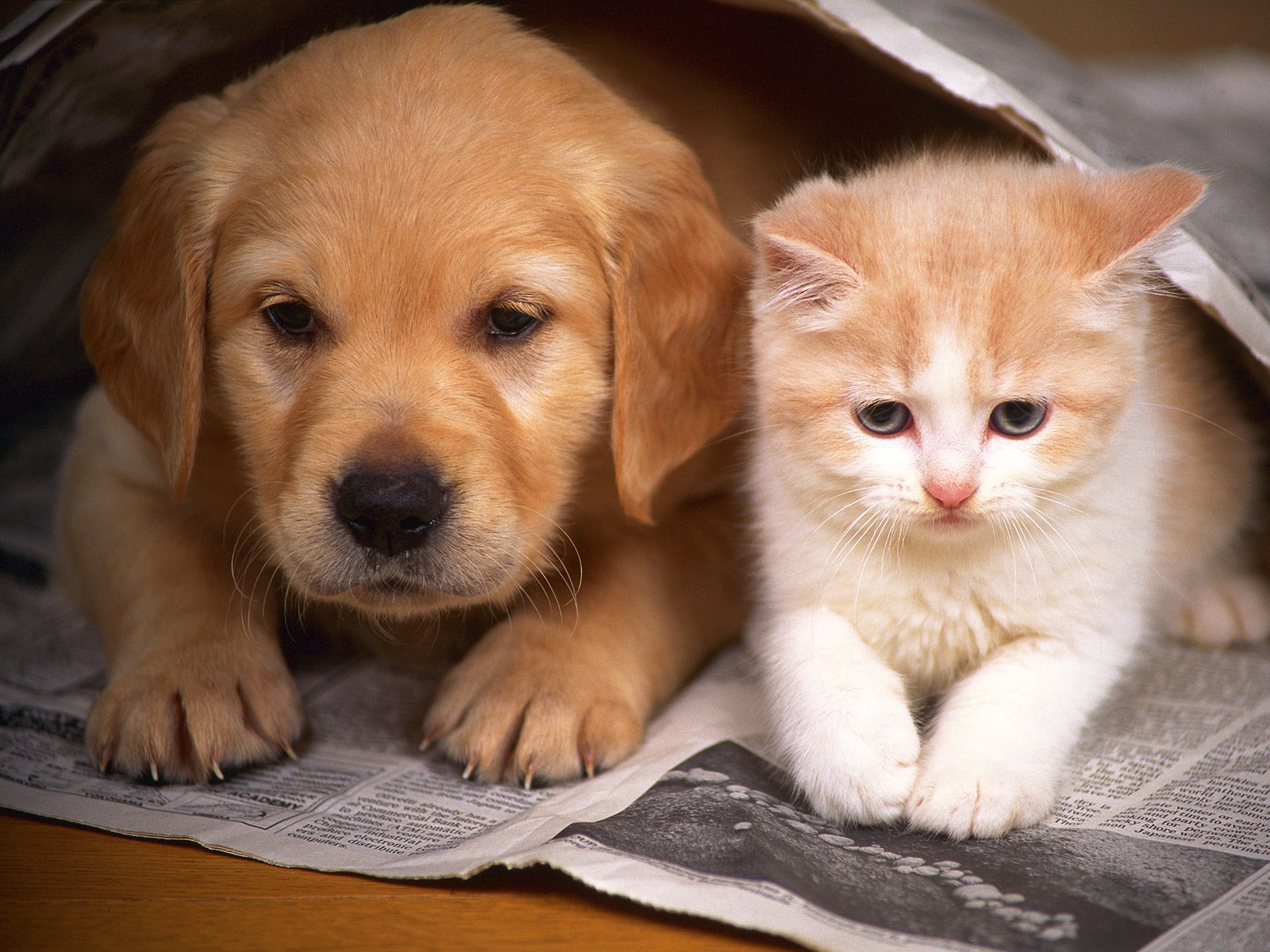 Cute Cat And Dog - HD Wallpaper 