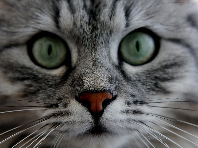 Bright Eyed Kitty Cat Wallpaper - Cat Close Up High Definition - HD Wallpaper 