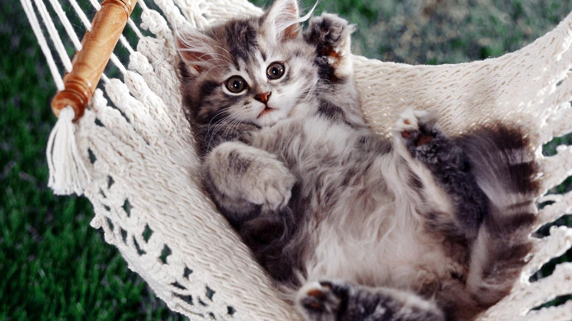 Kitty Cat Wallpaper - Kittens Wallpapers For Desktop - HD Wallpaper 