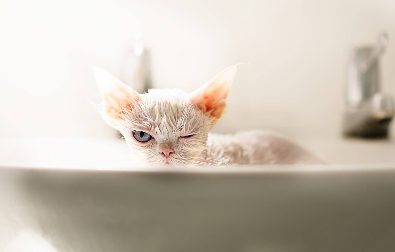 Photo Wallpaper Look, Wet, Bathing, Muzzle, Kitty, - Wet Devon Rex - HD Wallpaper 