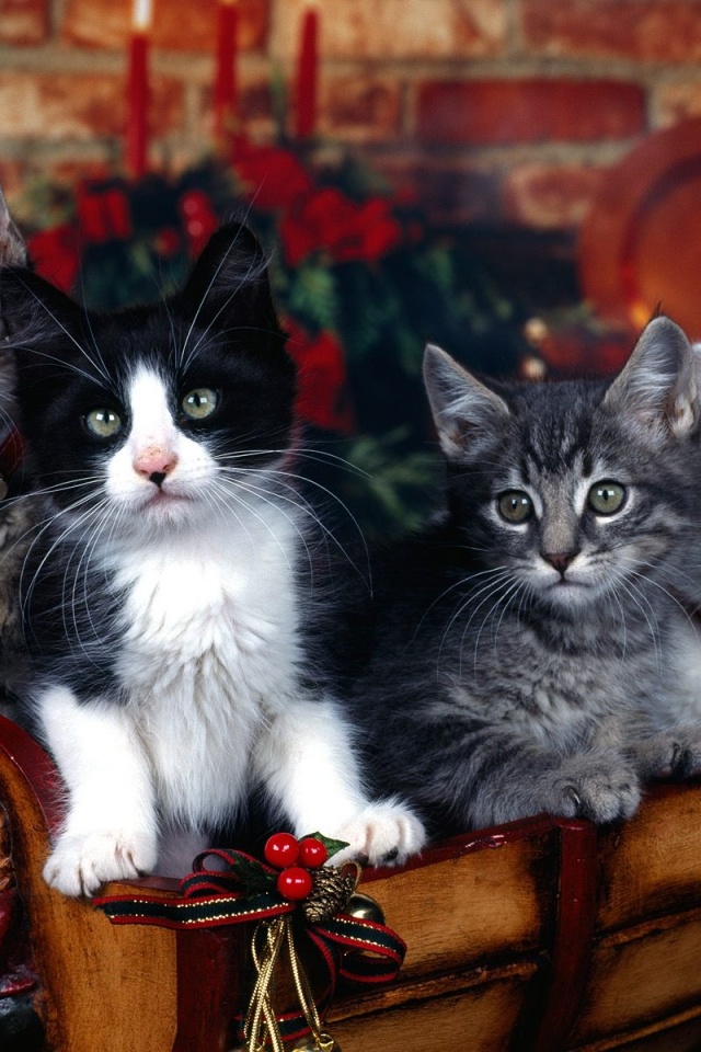 Christmas Wallpaper Pretty - HD Wallpaper 