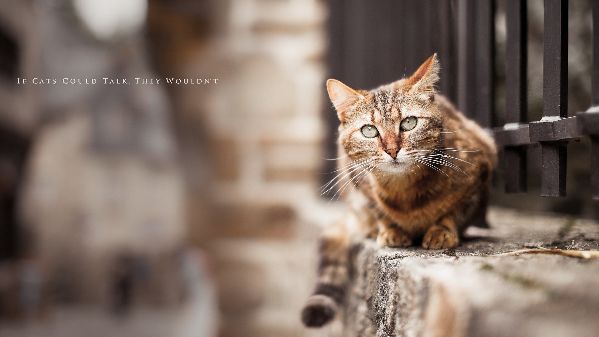 Cat And The City - HD Wallpaper 