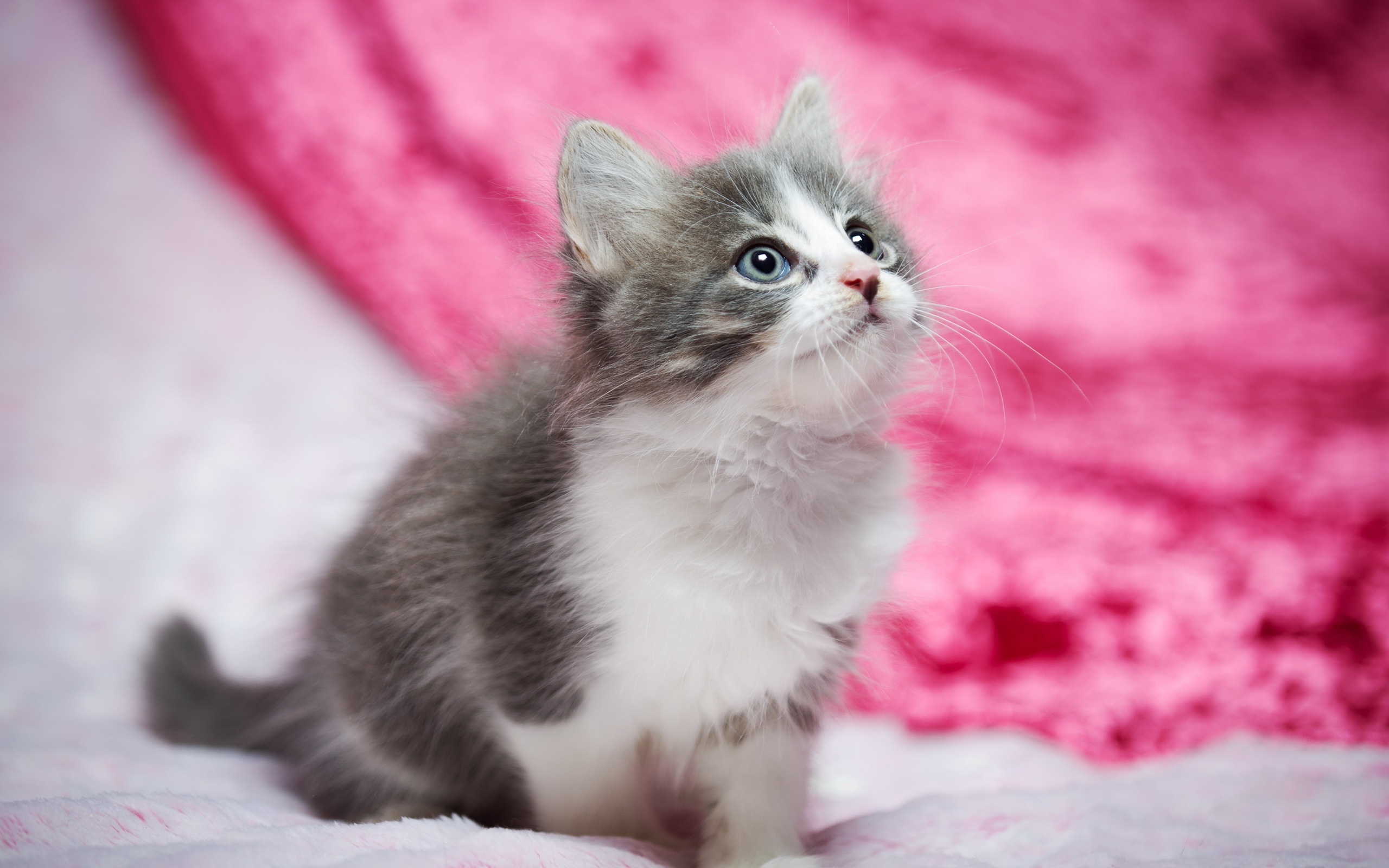 Kitty Cat Wallpaper - HD Wallpaper 