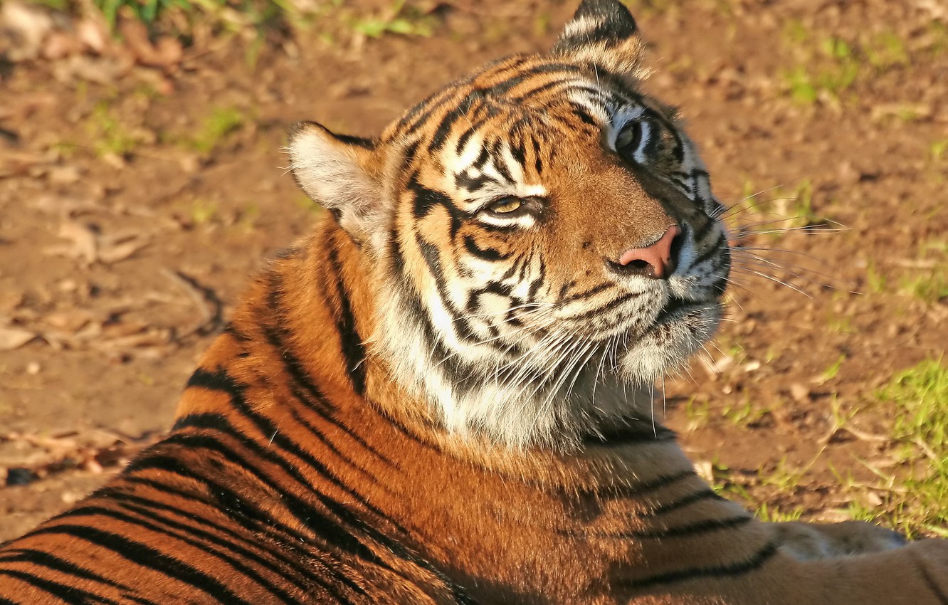 Photo Wallpaper Mustache, Face, Tiger, Happy With The - Tiger - 1332x850 Wallpaper Photo Wallpaper Mustache, Face, Tiger, Happy With The - Tiger - 1332x850 Wallpaper