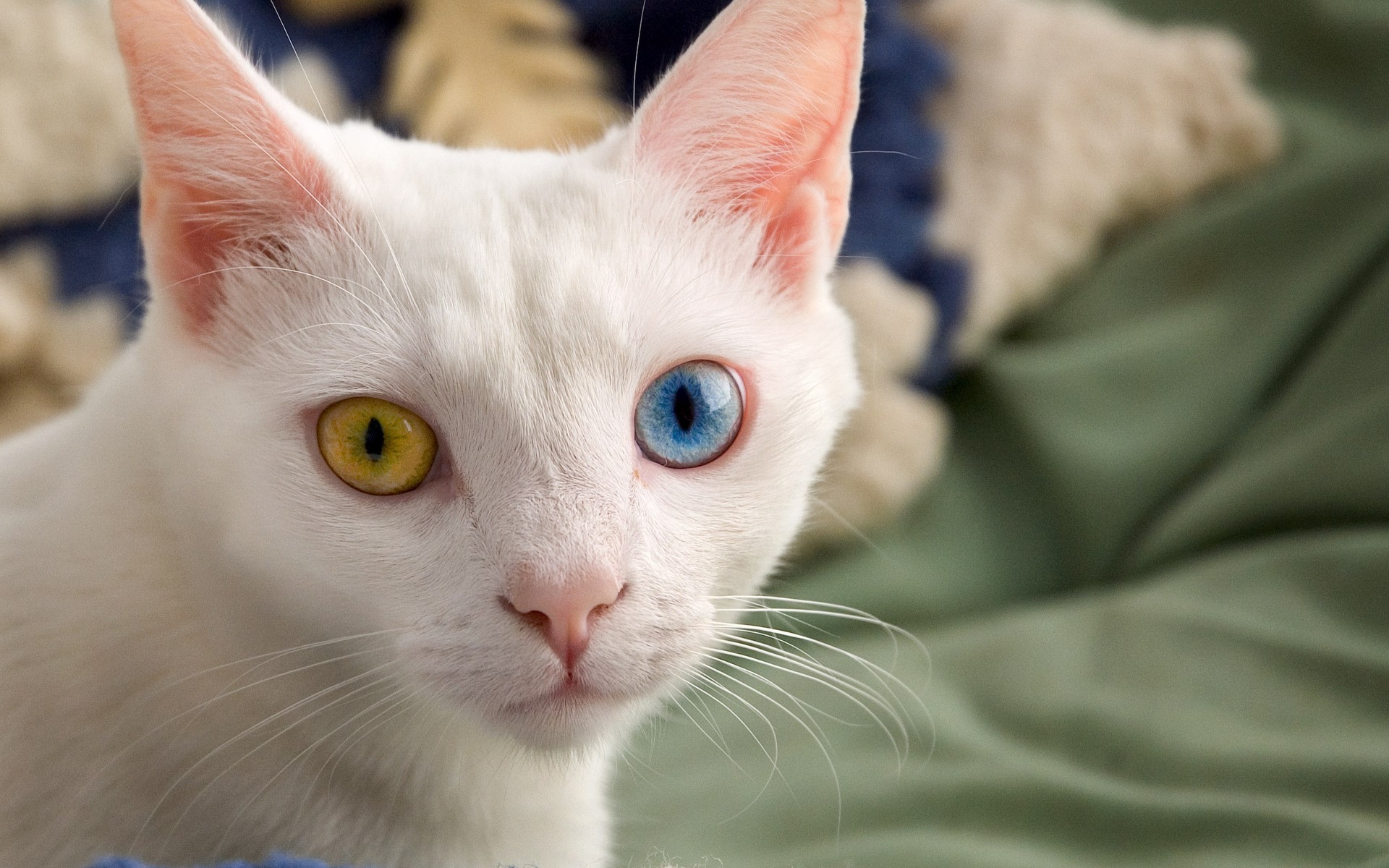 Wallpaper - Yellow And Blue Eyes Cat - HD Wallpaper 
