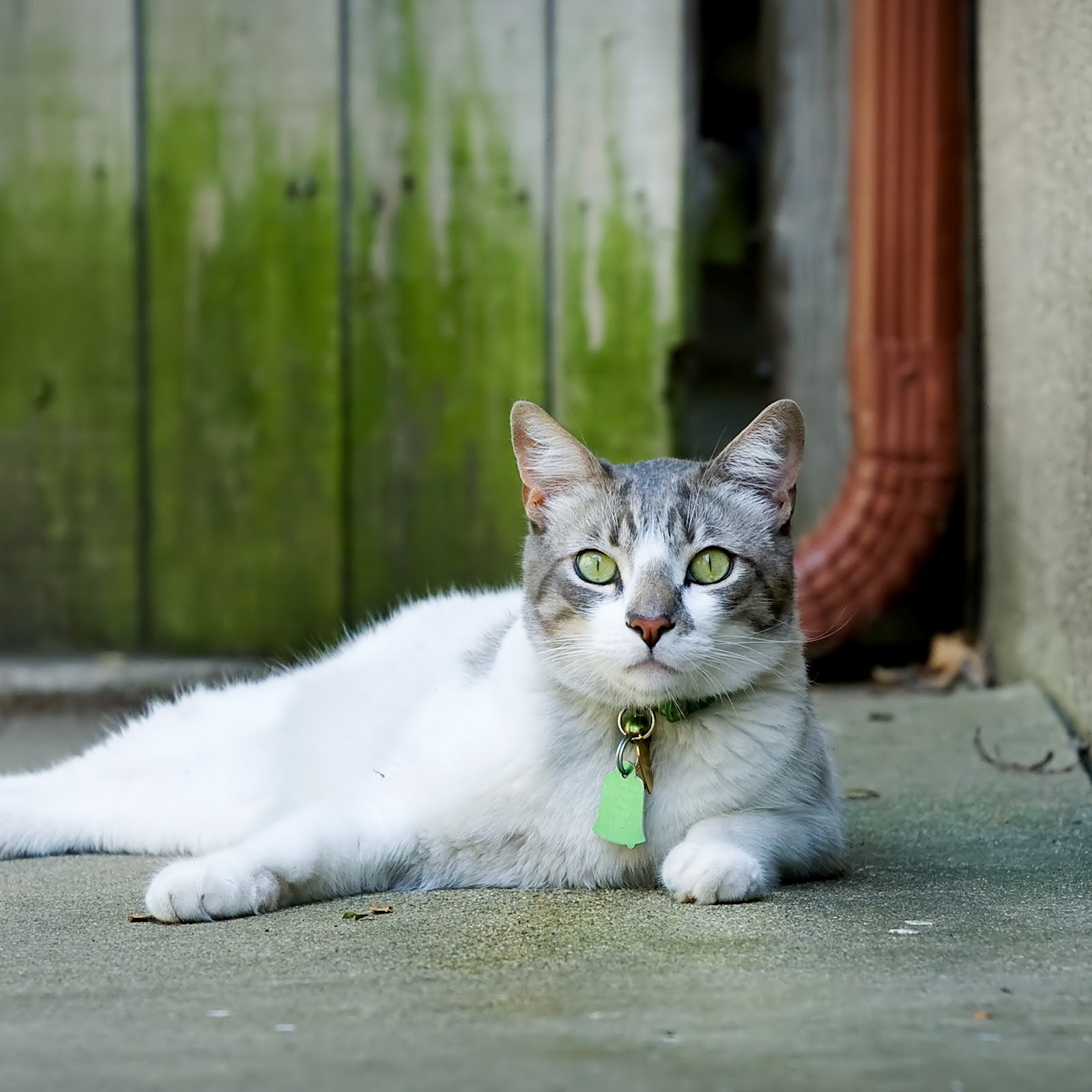 Wallpaper - HD Wallpaper 