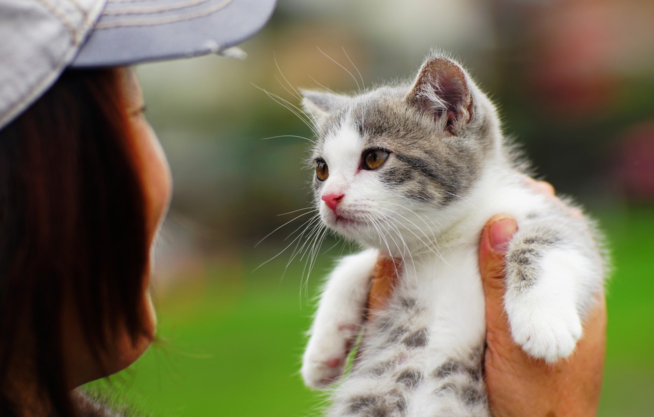 Photo Wallpaper Baby, Kitty, Cat - Kitty Cat - HD Wallpaper 