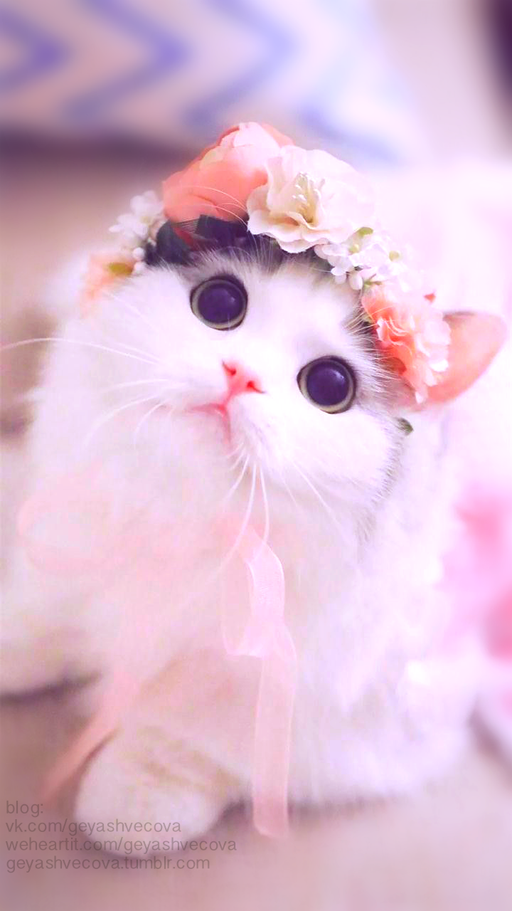Very Beautiful Cute Cat - 720x1280 Wallpaper 