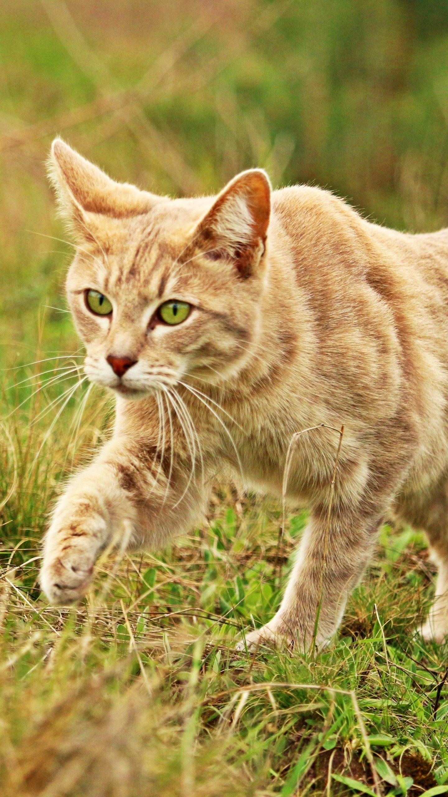 Cats Walking On Grass - HD Wallpaper 