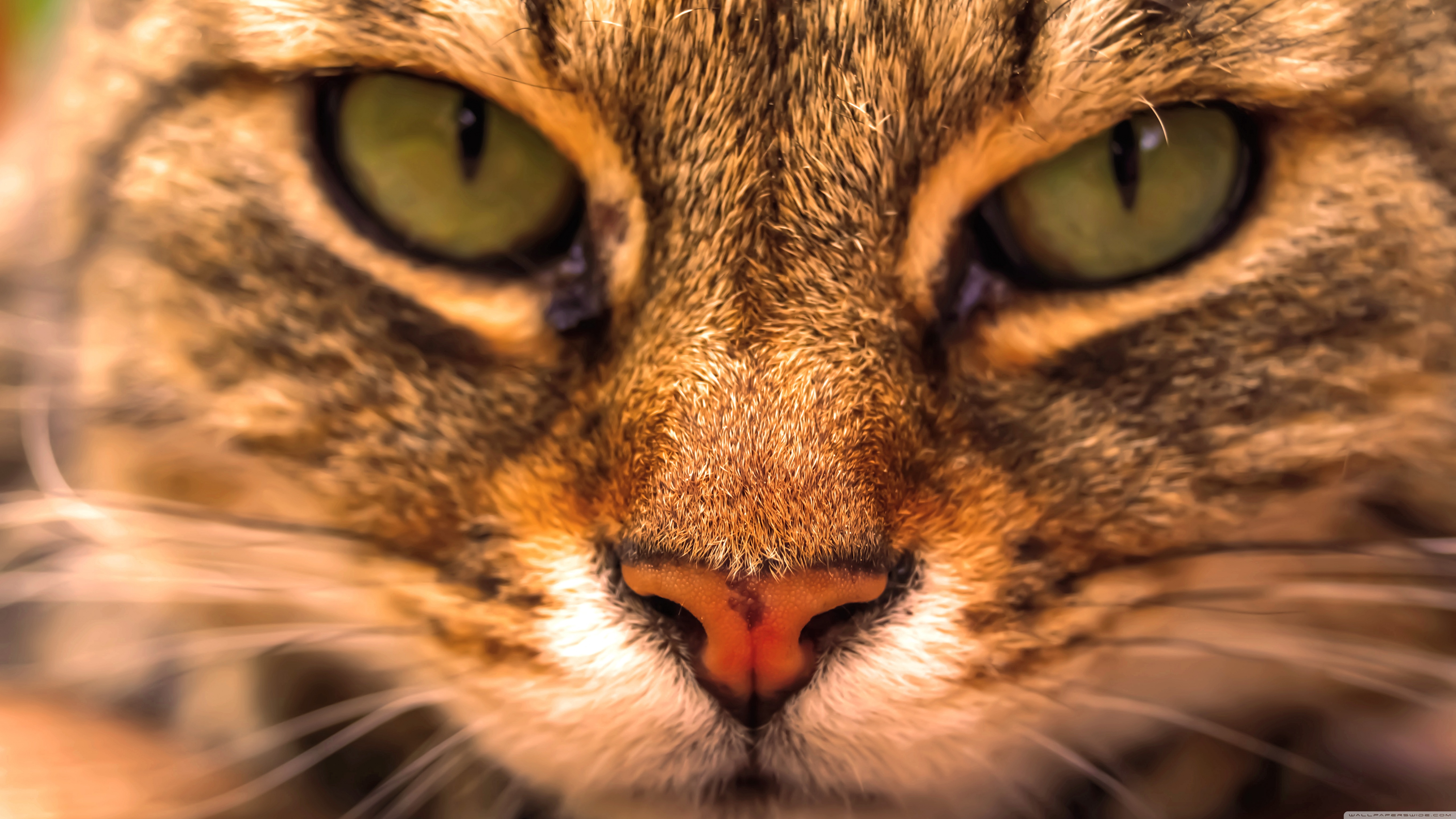 Retina 5k Wallpaper Cat - HD Wallpaper 