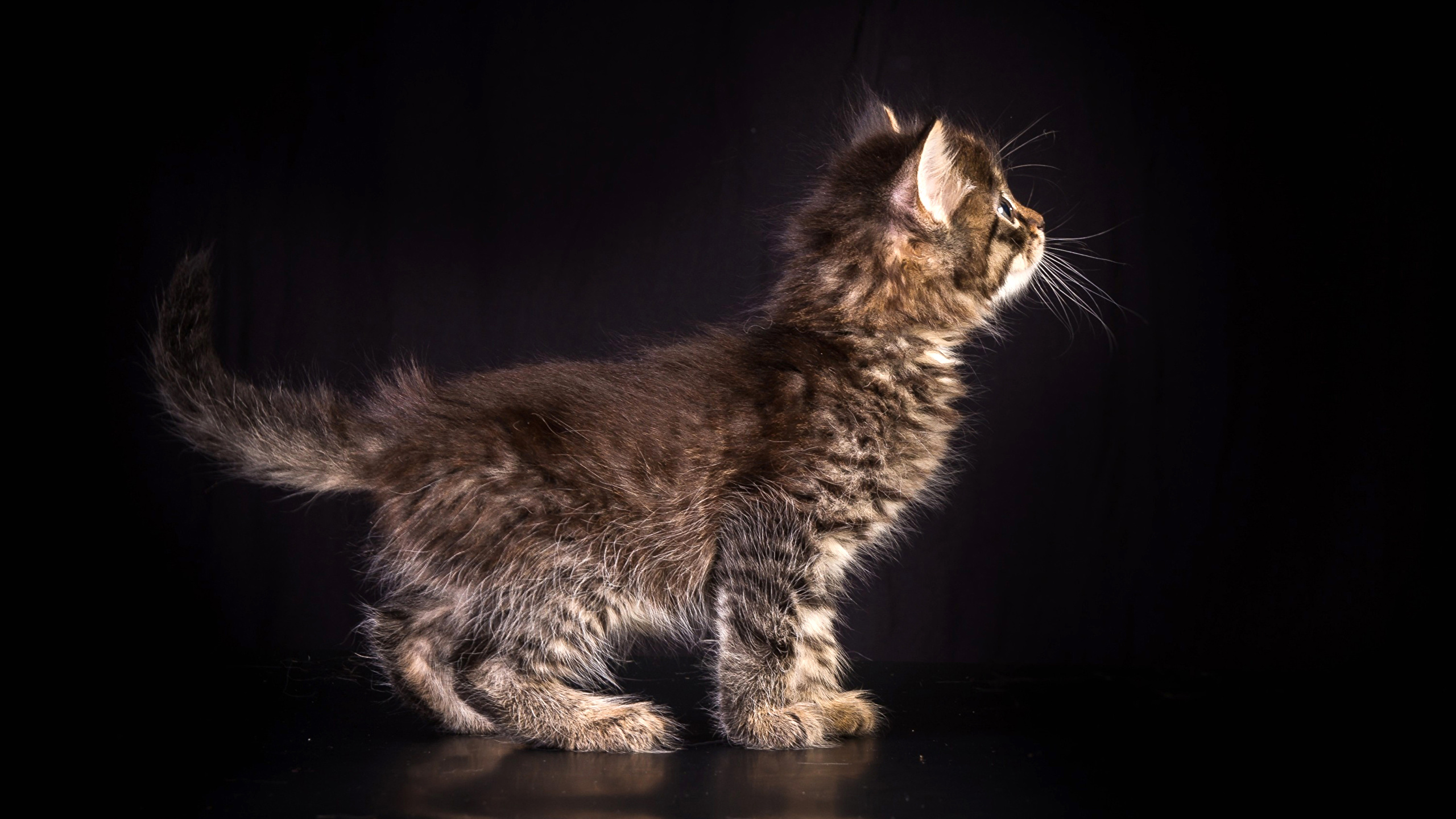Cat - HD Wallpaper 