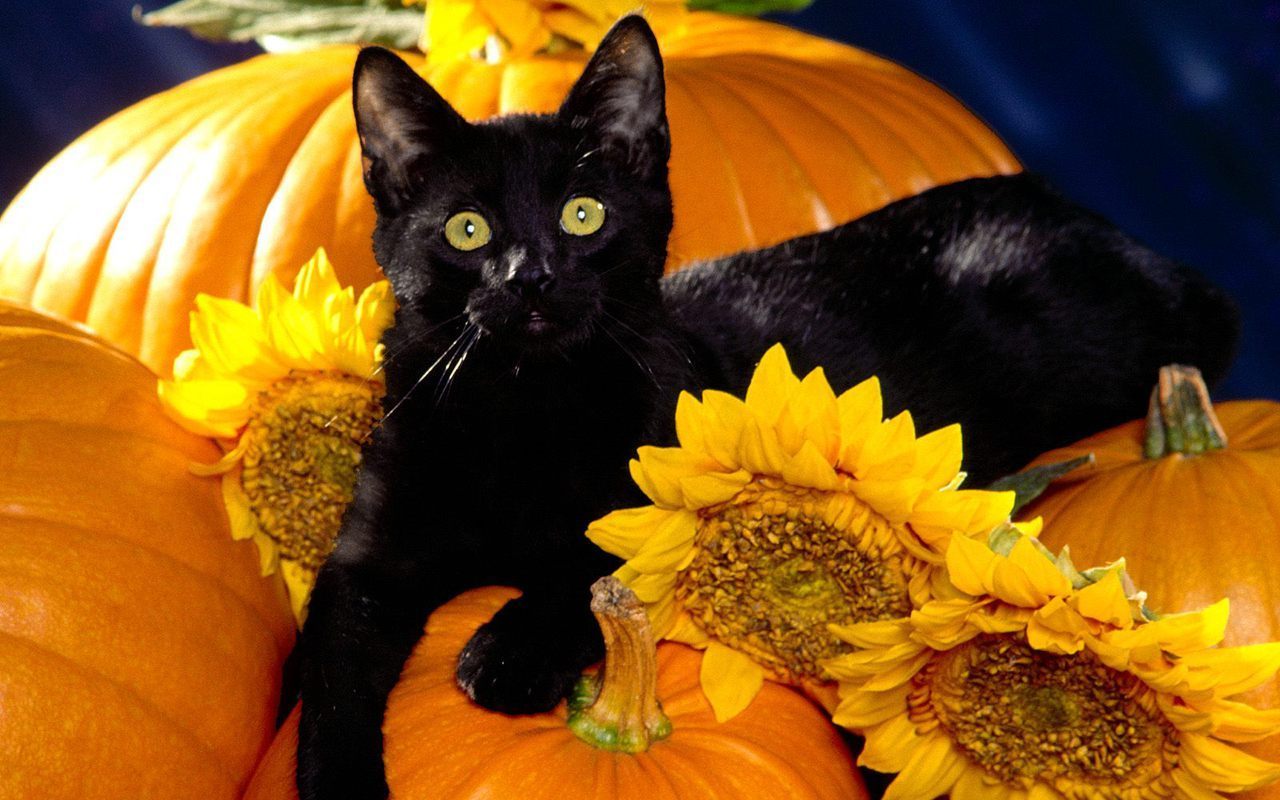 Beautiful Cat - Halloween Pumpkins And Cats - HD Wallpaper 