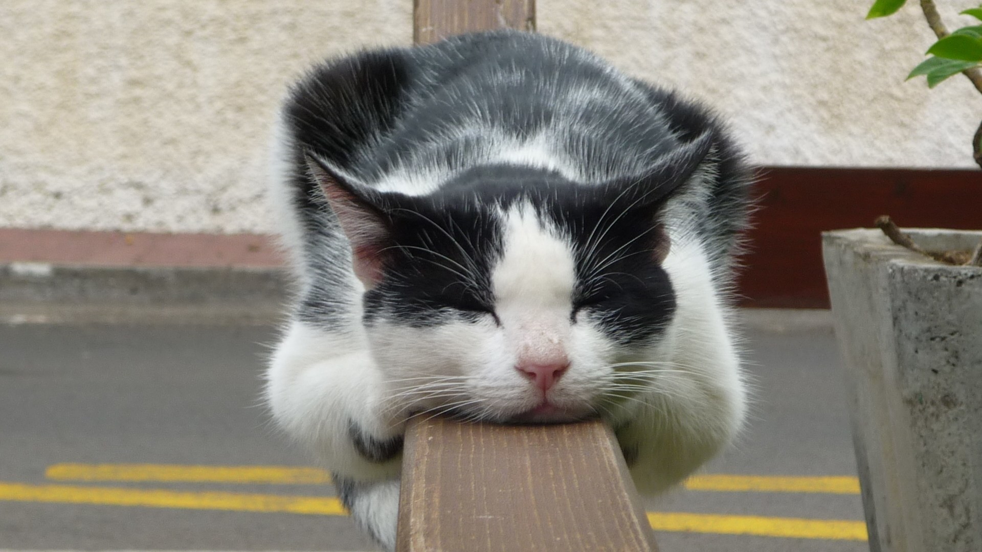1920x1080, These Are Interesting 20 Pictures Of Cute - Cat Sleeping On Railing - HD Wallpaper 