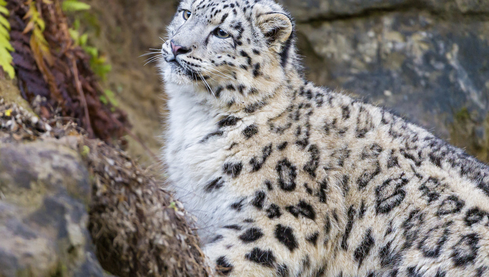 Irbis, Look, Snow Leopard, Ctambako The Jaguar, Kitty, - Snow Leopard - HD Wallpaper 