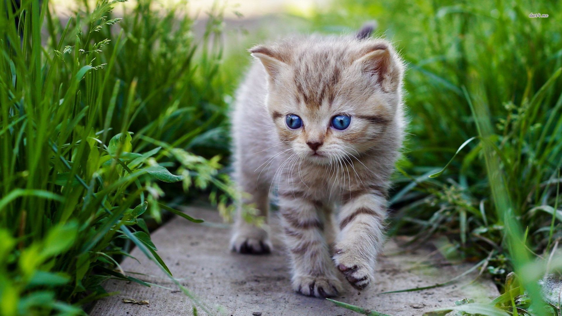 Kitty Cat Wallpapers 
 Data-src - Cute Baby Cats - HD Wallpaper 