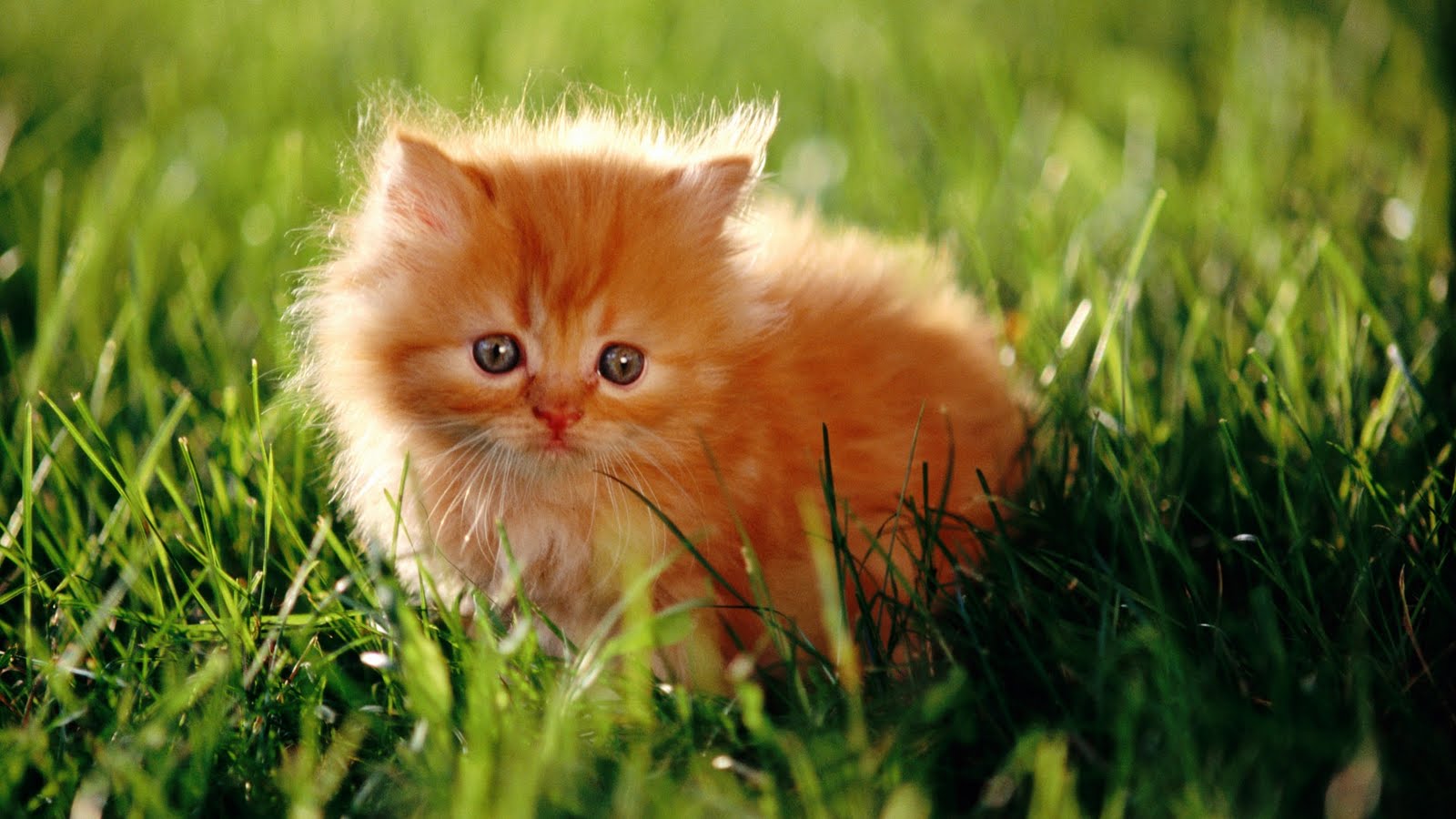 How To Download - Orange Kitten In Grass - HD Wallpaper 