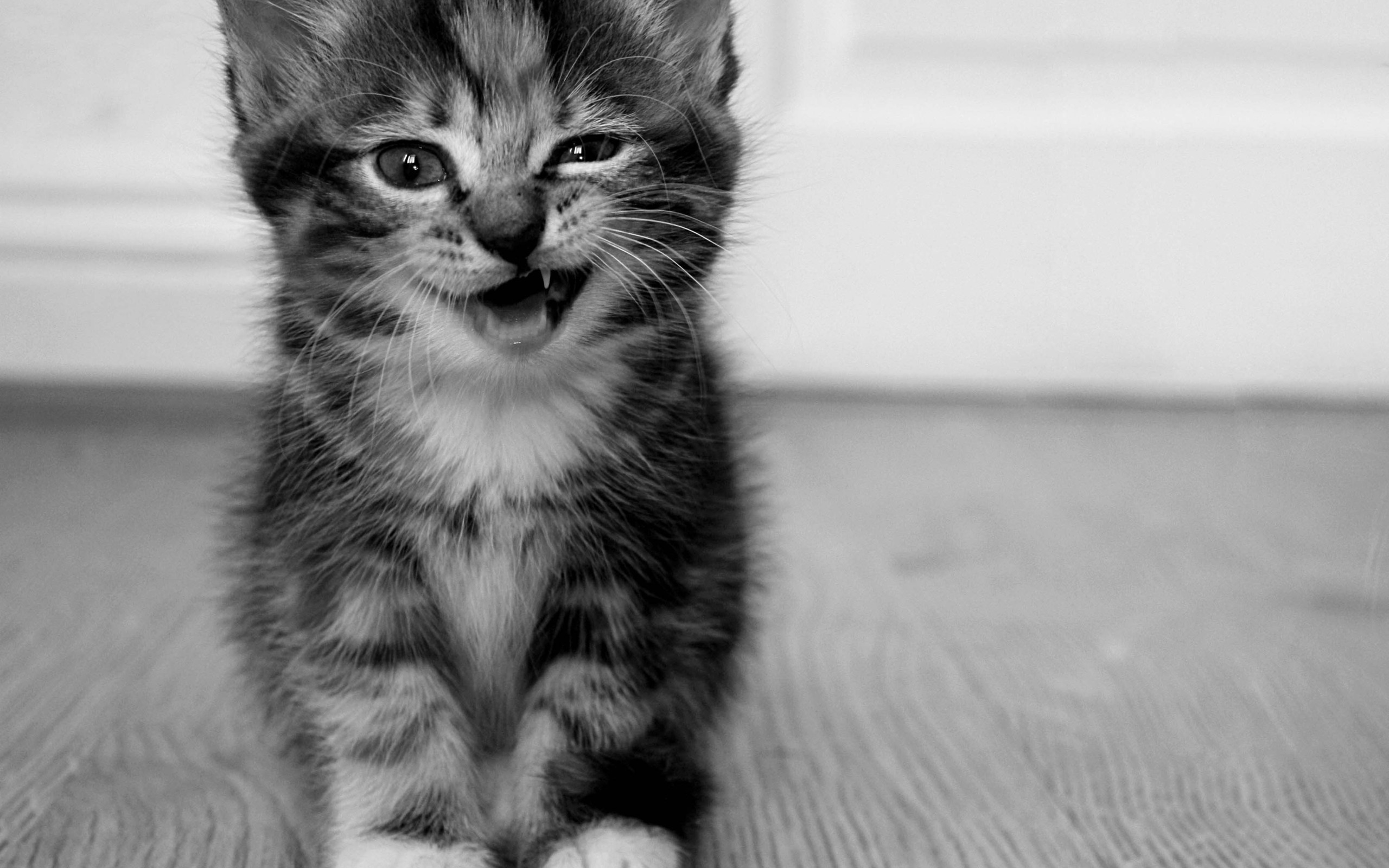 1080p Kitten Wallpaper Hd - HD Wallpaper 