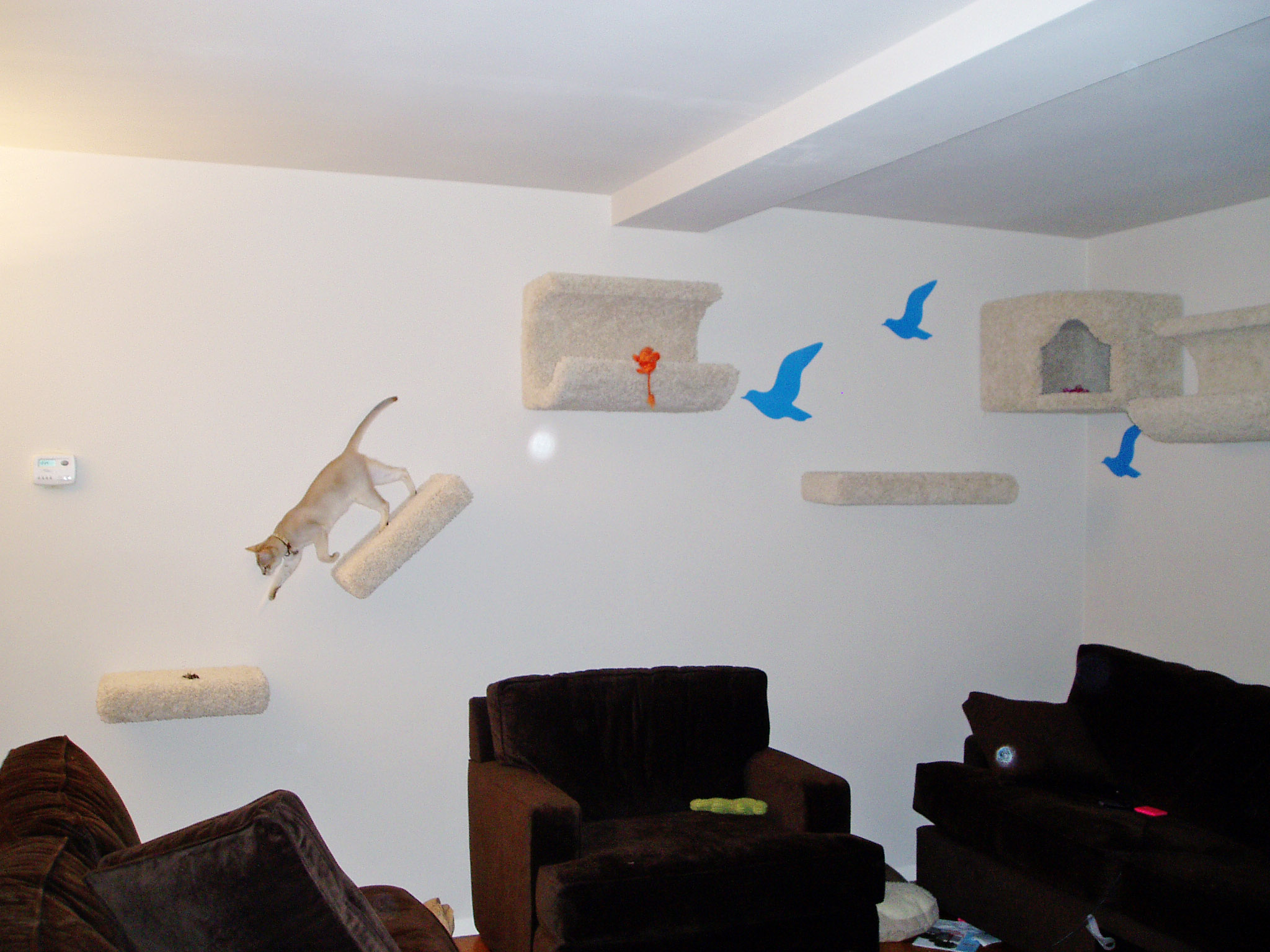 Cat Wall Furniture - HD Wallpaper 