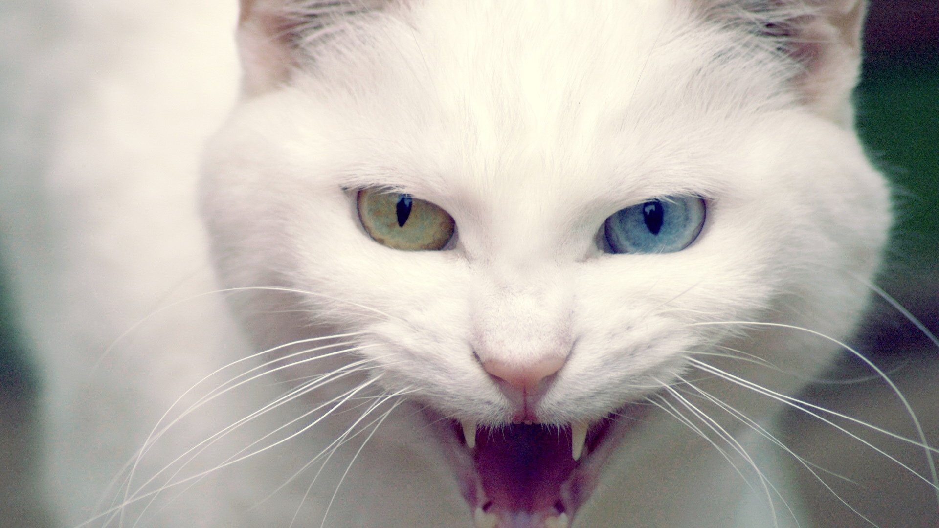 Wild White Cat - HD Wallpaper 