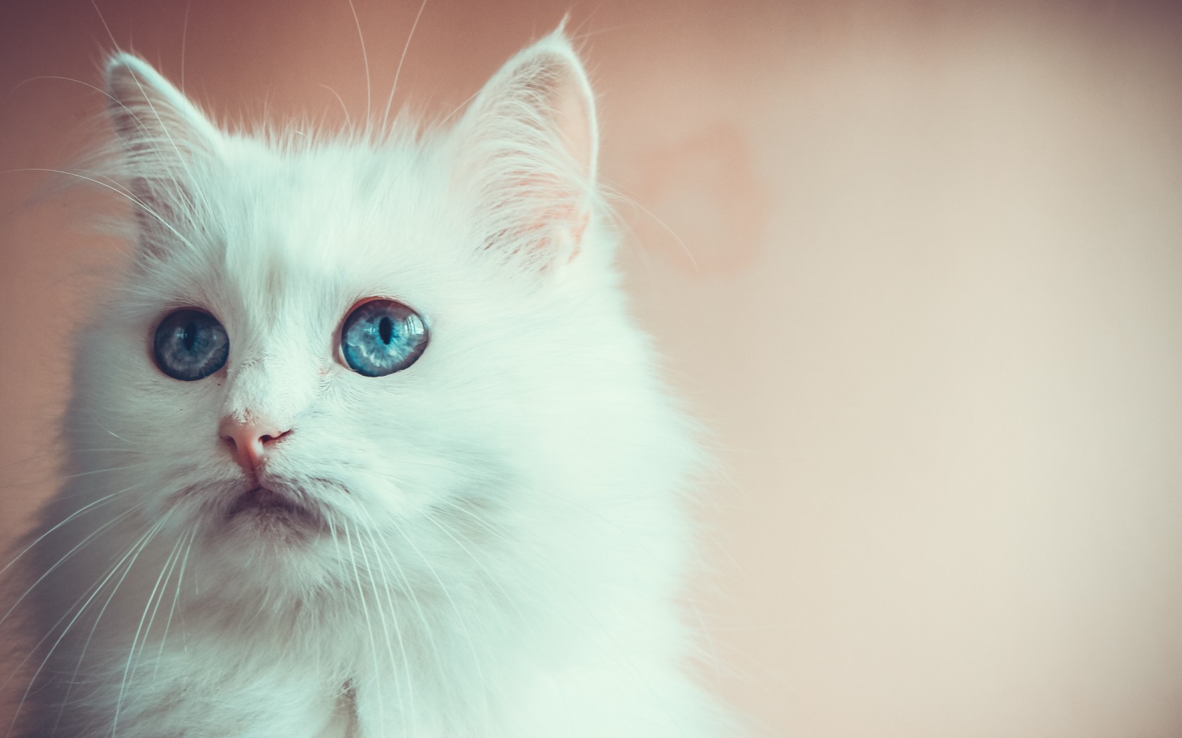 Cat - HD Wallpaper 