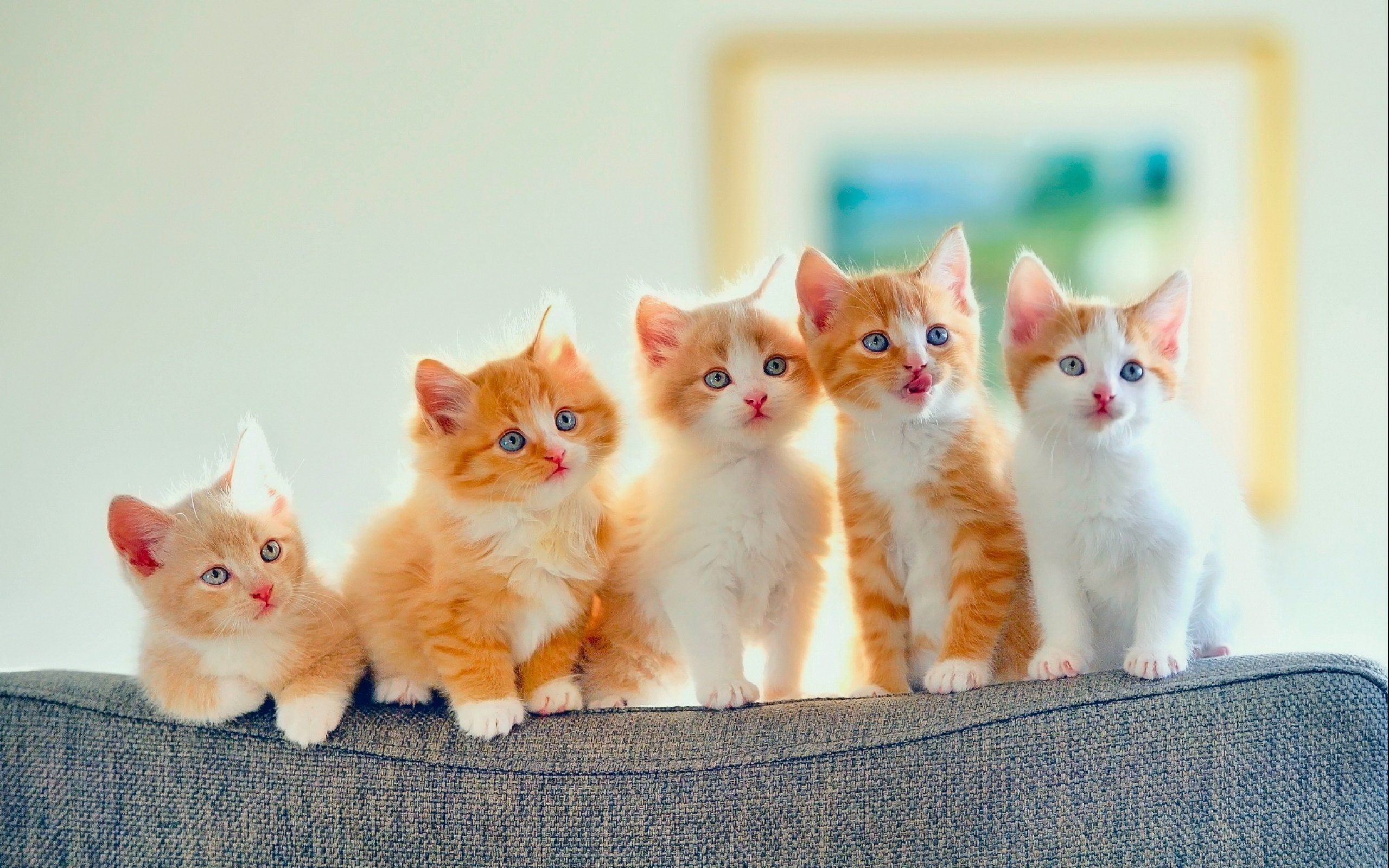 Kittens Kitten Cat Cats Baby Cute S Wallpaper 
 Data-src - Kitten Baby Cute Cat - HD Wallpaper 