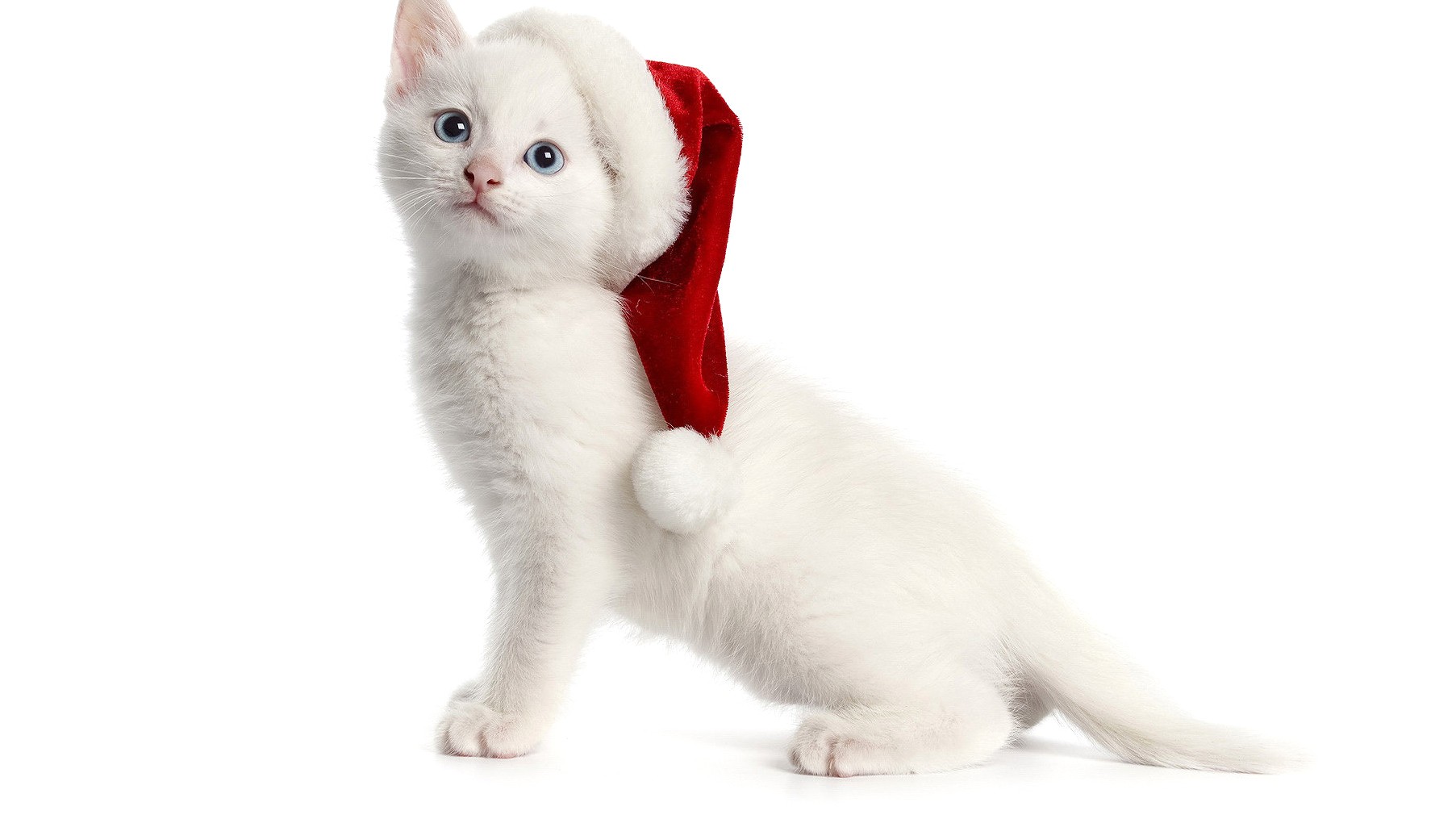 White Wallpapers Cat - HD Wallpaper 