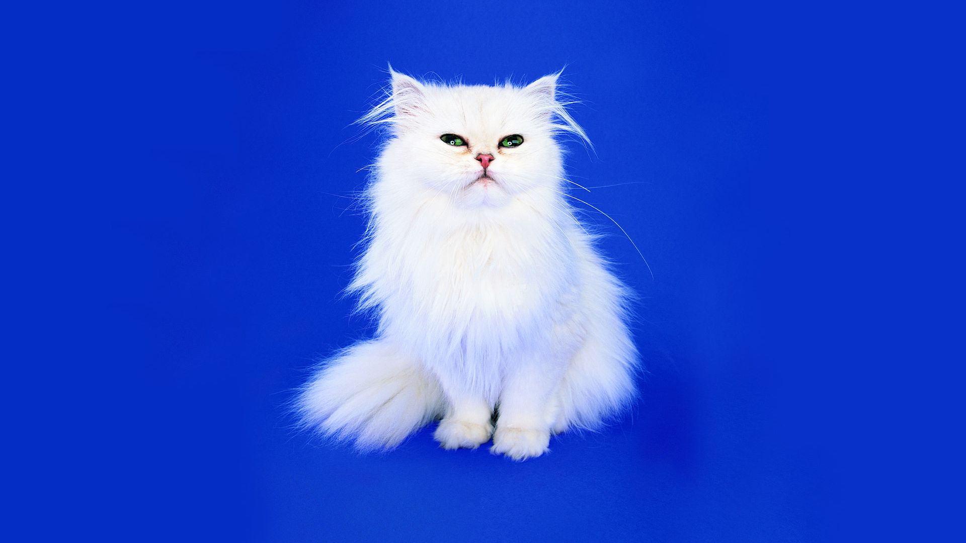 Furry White Cat With Blue Background - White Cat Blue Background - HD Wallpaper 