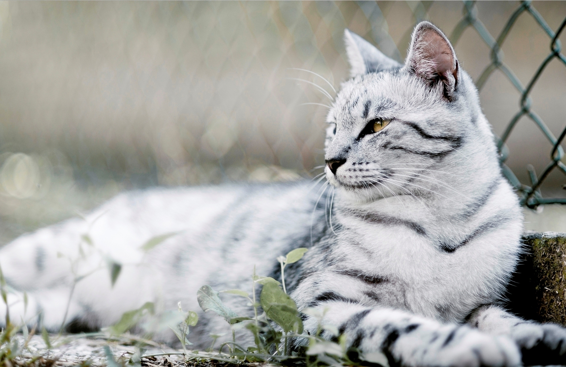 White Tiger Cat - HD Wallpaper 
