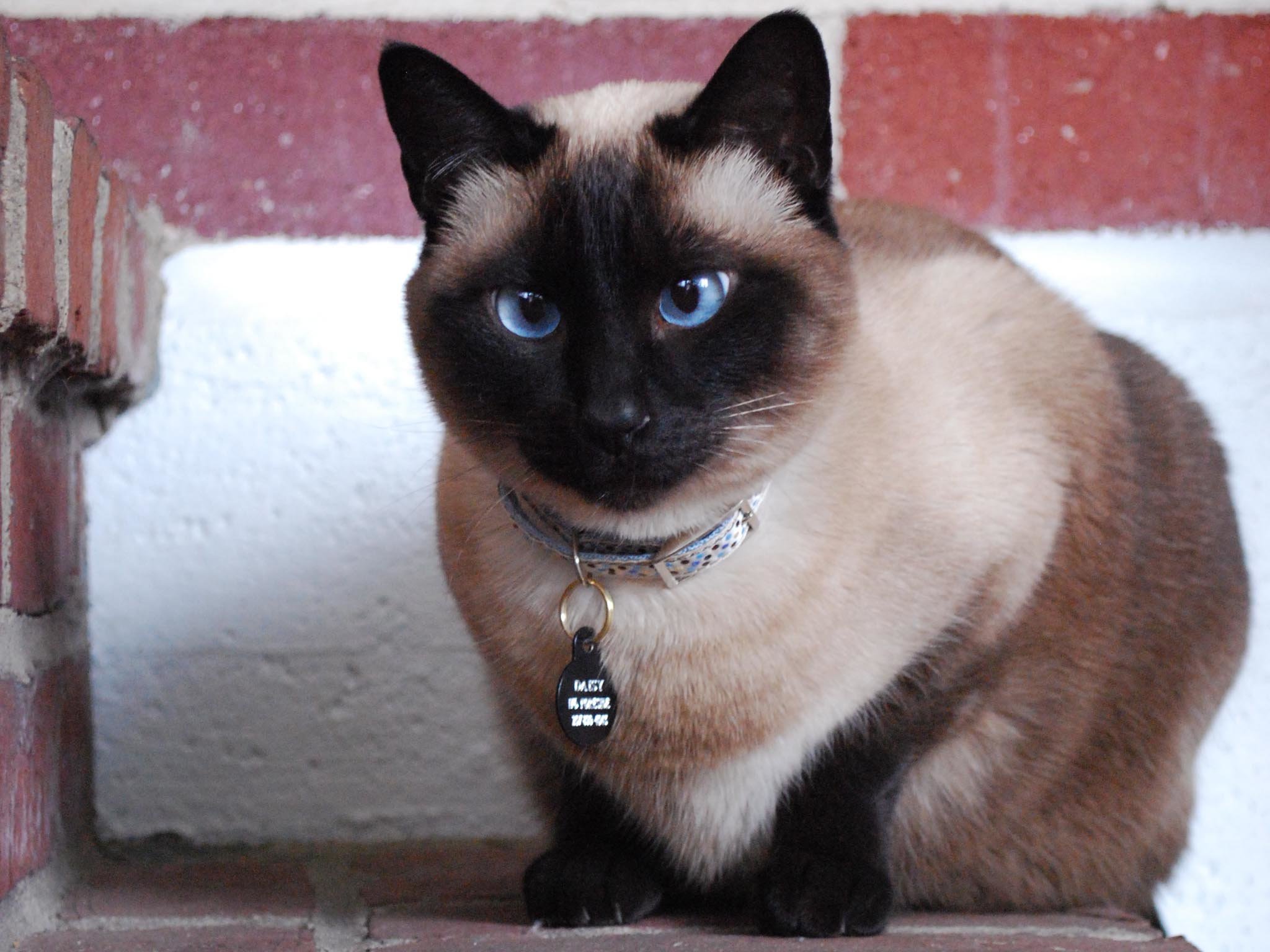 Best Siamese Cat Wallpaper Id - Siamese Cat - HD Wallpaper 
